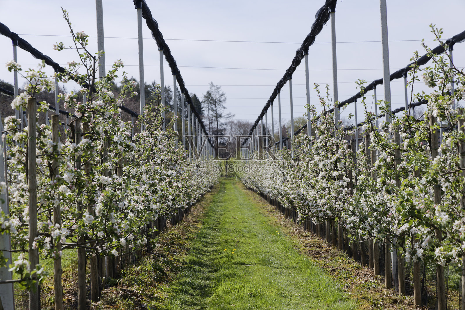 宁静的风景,果园里一排排盛开的苹果树照片摄影图片