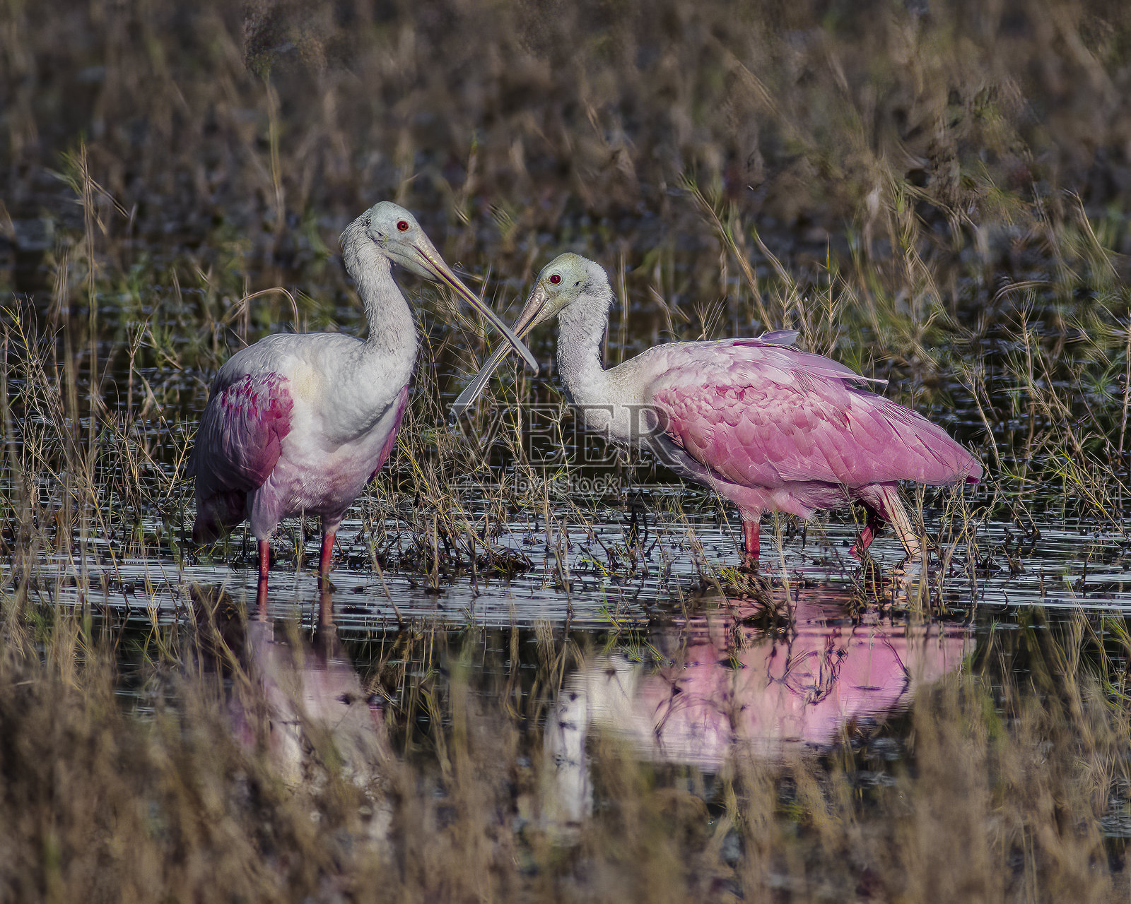 梅里特岛的玫瑰鹮照片摄影图片