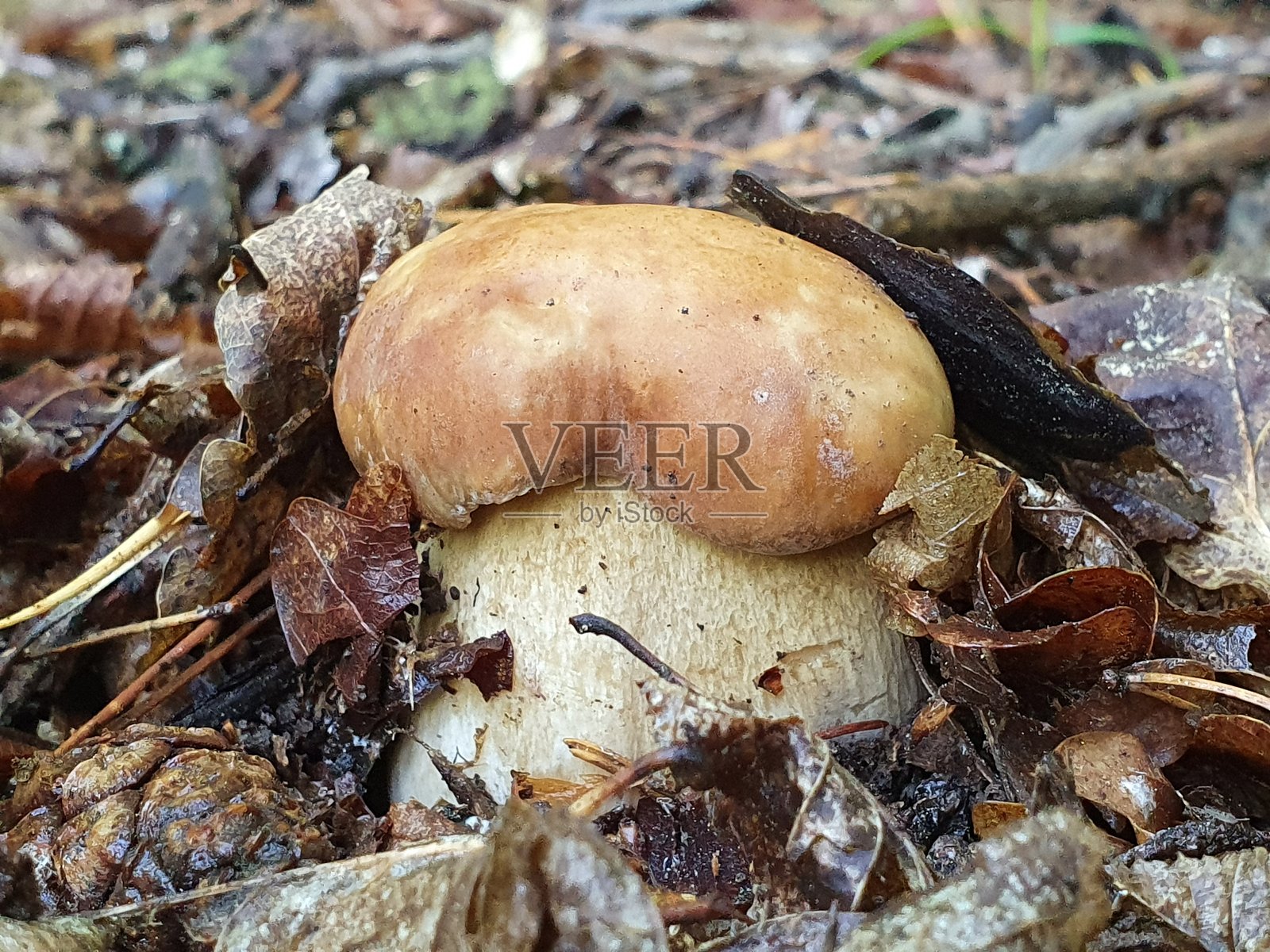 牛肝菌(Boletus edulis),通常被称为波尔奇尼,生长在覆盖着腐烂树叶和树枝的森林地面上。照片摄影图片