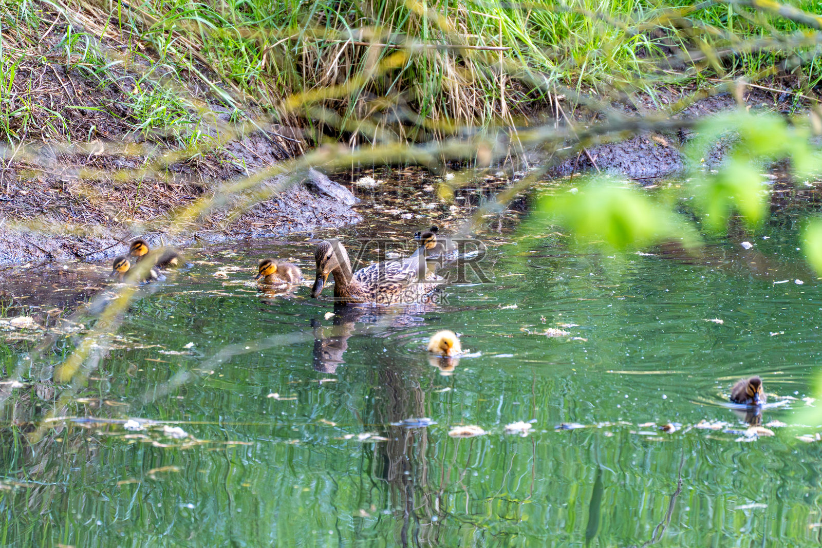 一群鸭子在池塘里游泳照片摄影图片