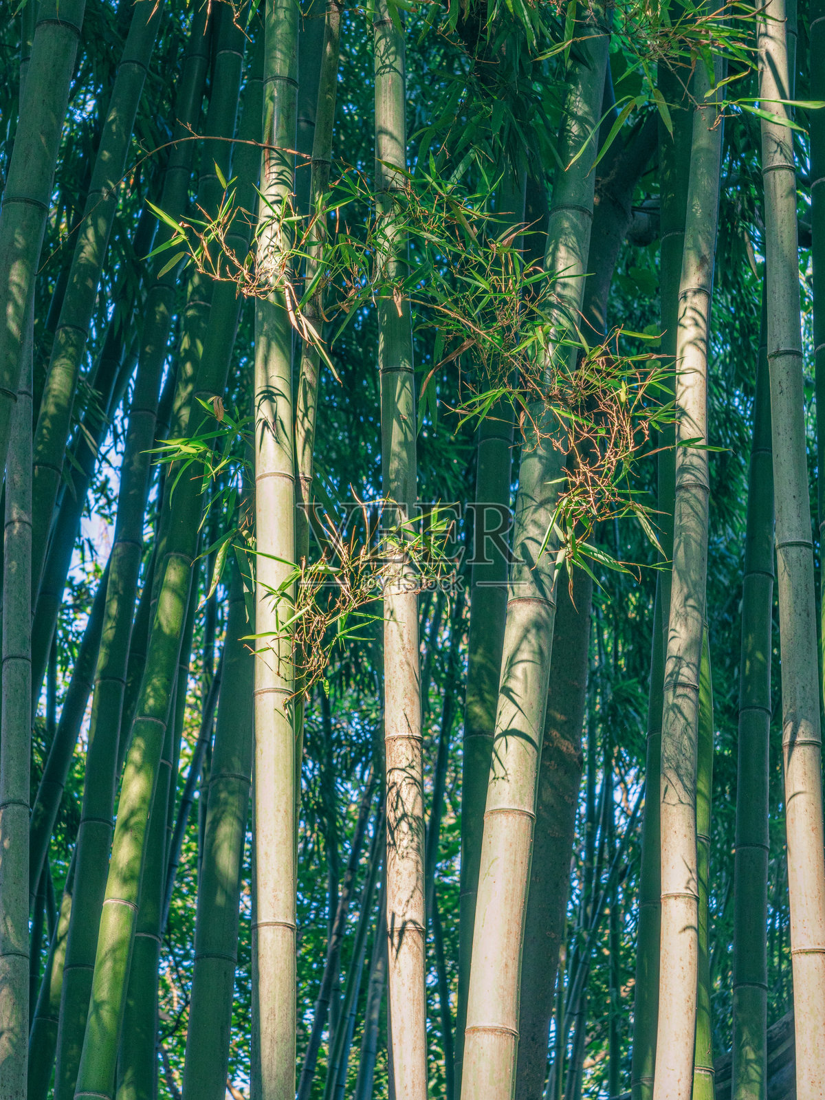 阳光下的绿色竹林照片摄影图片