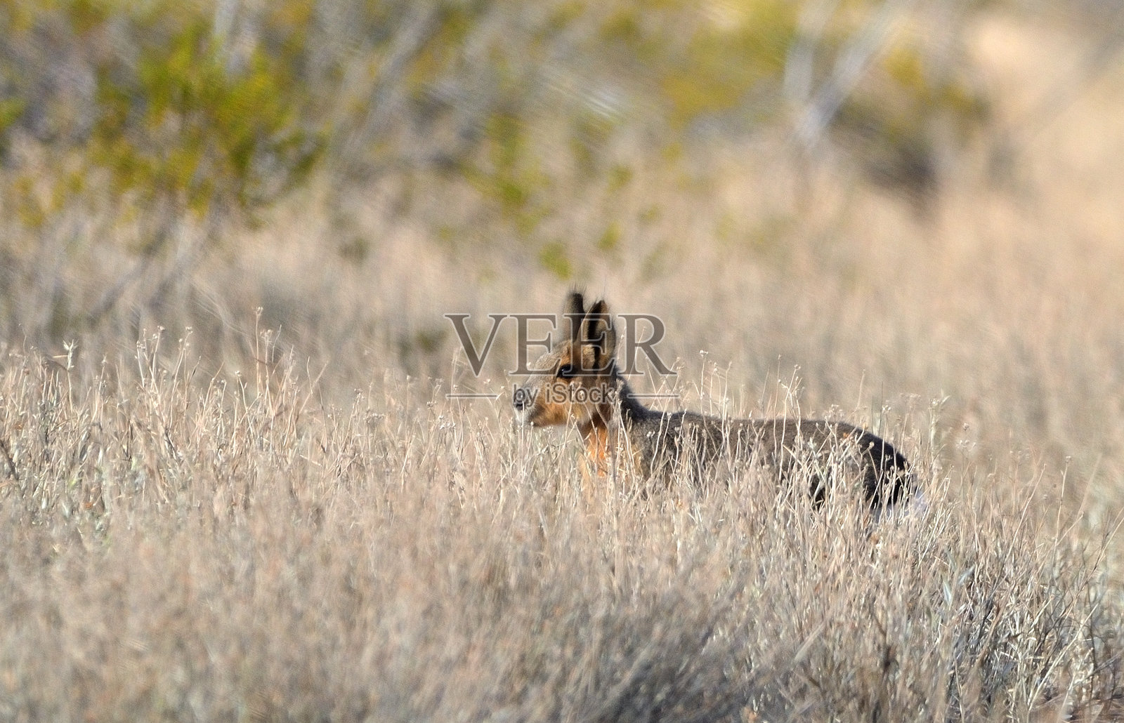 巴塔哥尼亚照片摄影图片
