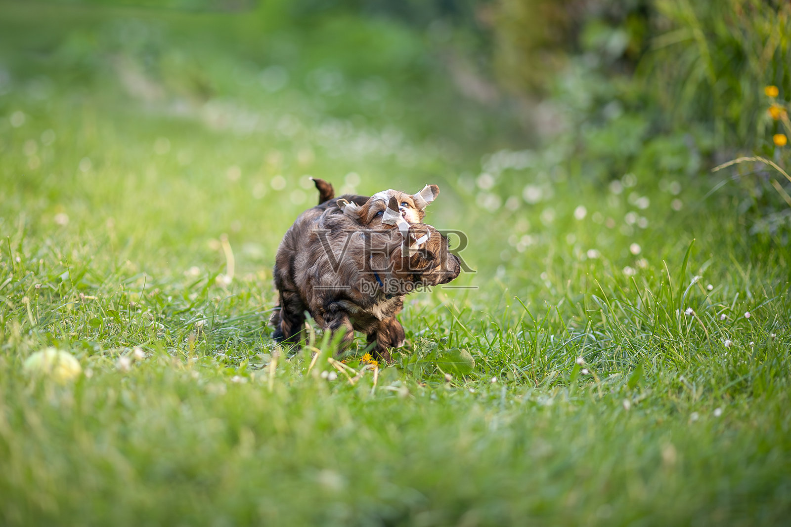 春天花园里玩耍的中国冠毛犬小狗照片摄影图片