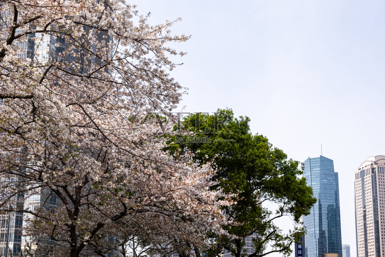 高楼大厦与樱花。中国上海,现代建筑与春天的自然。照片摄影图片