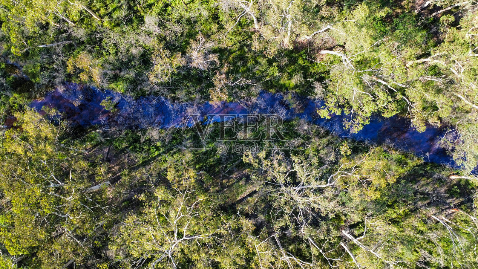 一条小溪穿过桉树林,从上方俯瞰。照片摄影图片