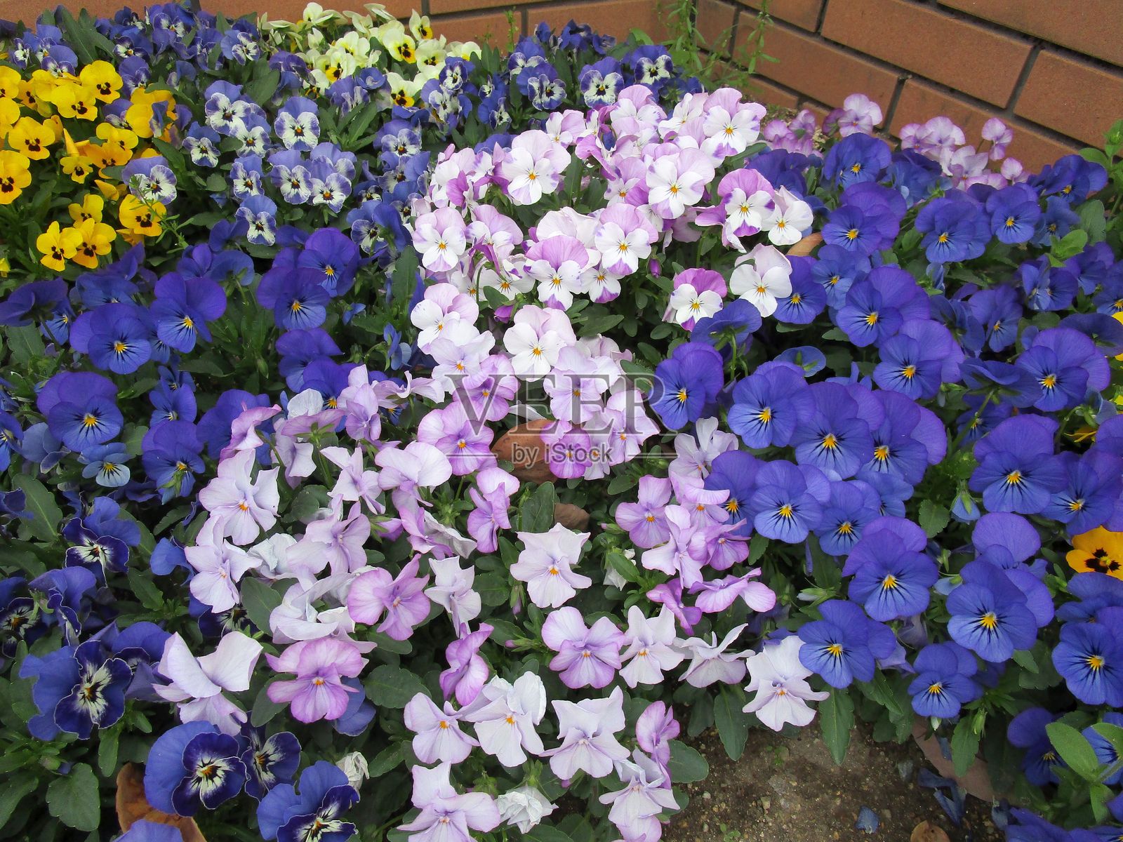 五彩缤纷的三色堇花坛照片摄影图片