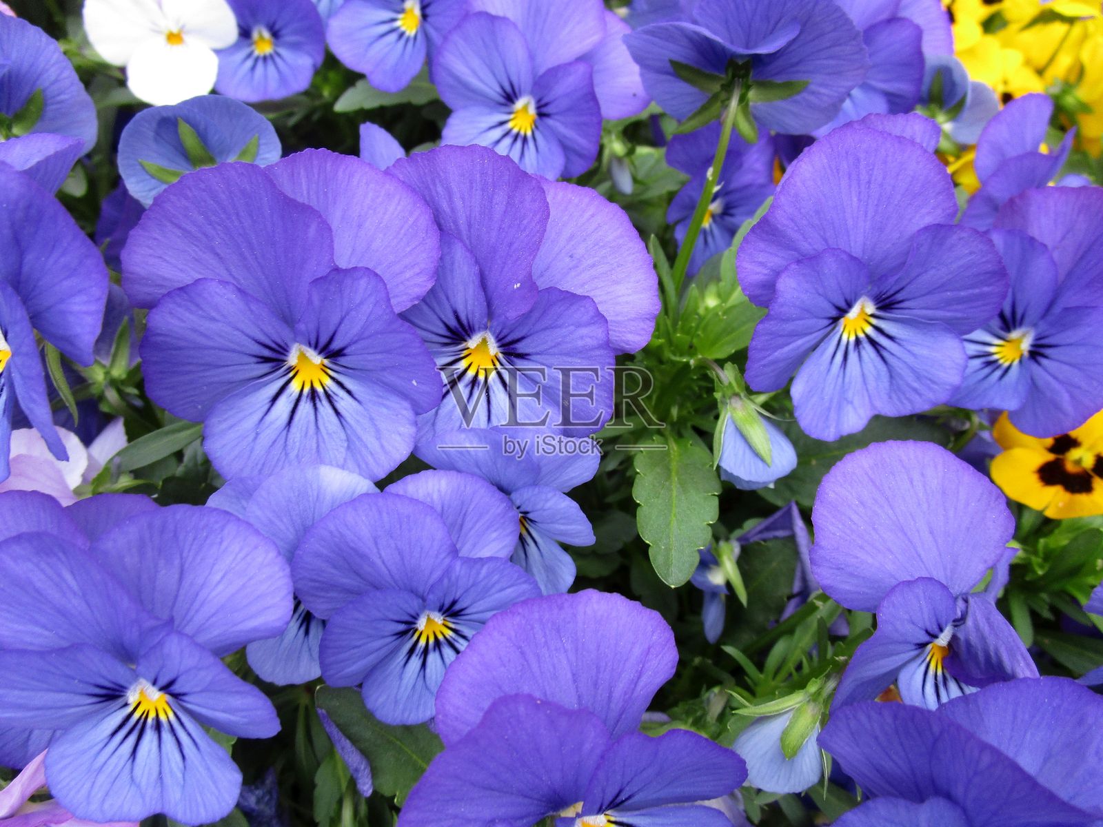 蓝紫色的三色堇花特写照片摄影图片