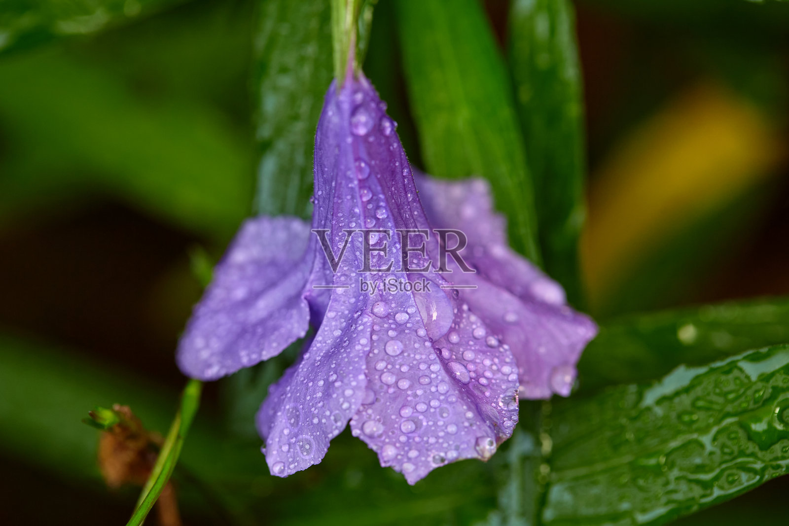 紫色水葫芦花上的水滴特写照片摄影图片