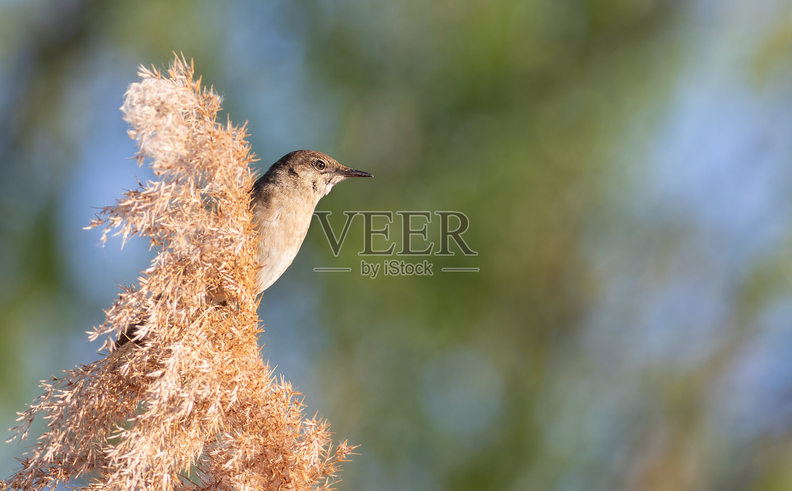 萨维的莺,学名Locustella luscinioides。一只鸟栖息在芦苇顶上,背景美丽。照片摄影图片