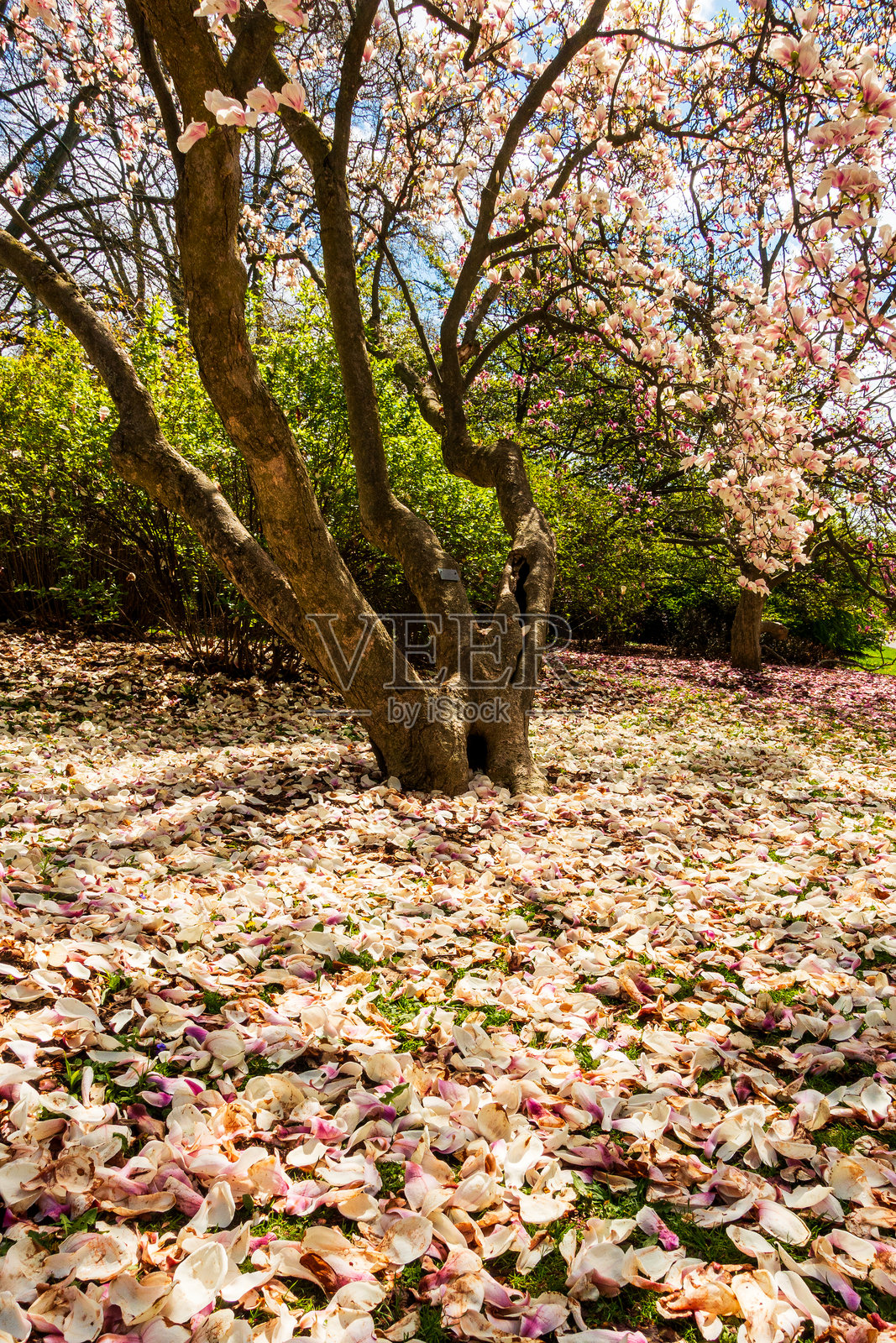 玉兰花照片摄影图片