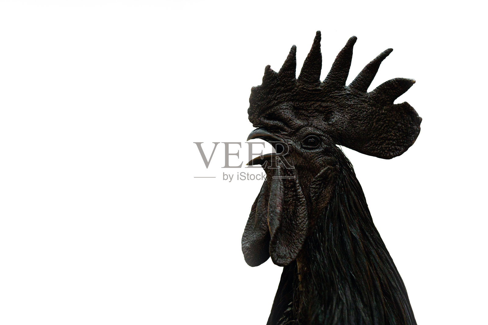 Ayam Cemani鸡的头部在白色背景上独立展示。照片摄影图片