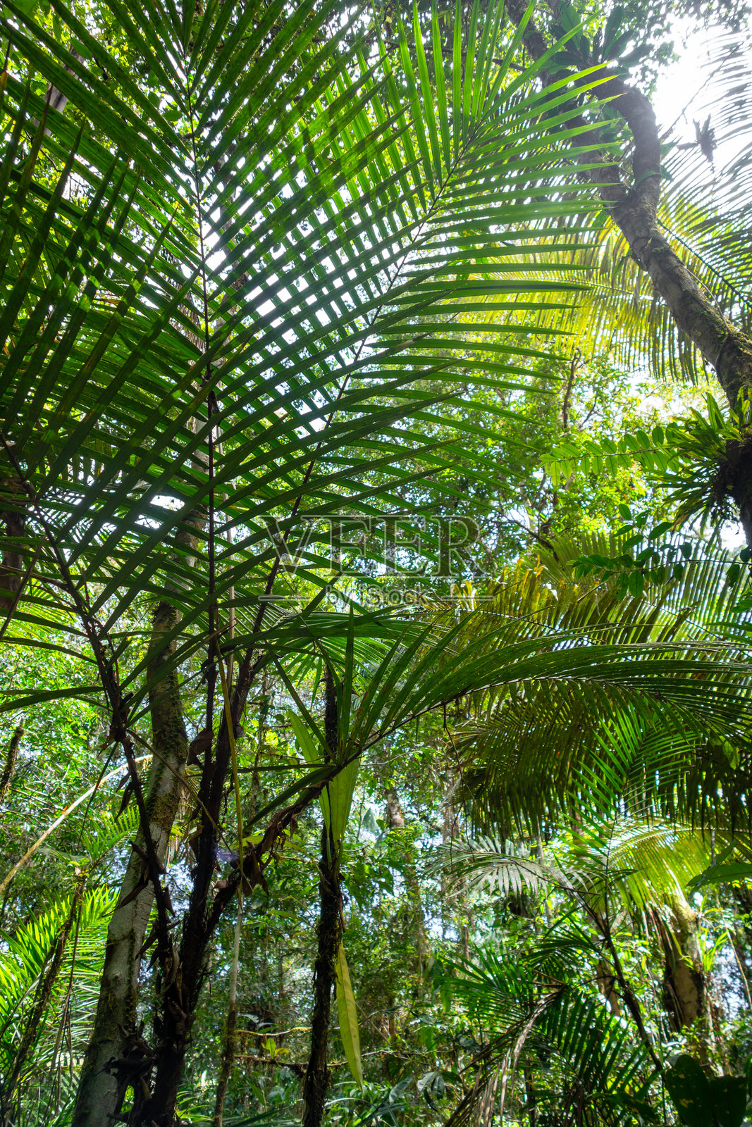 厄瓜多尔库亚贝诺保护区郁郁葱葱的雨林树冠照片摄影图片