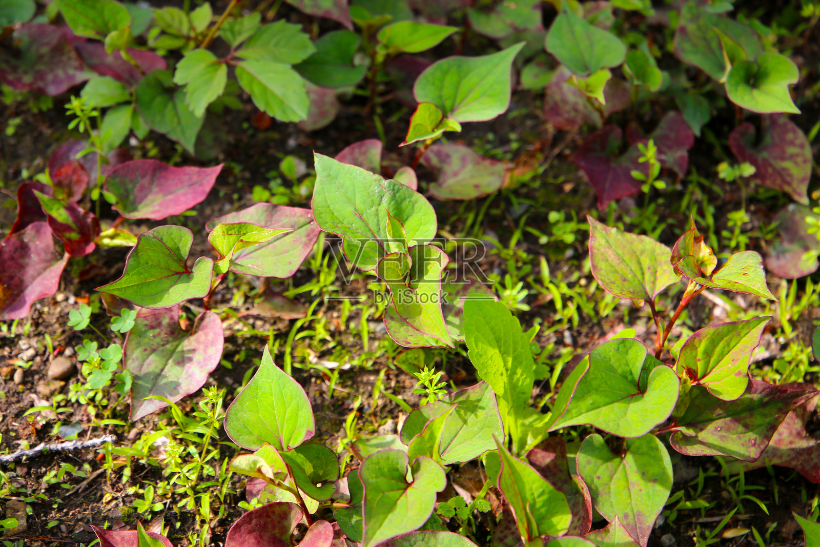 鱼腥草植物,鱼腥草(Houttuynia cordata Thunb.)照片摄影图片