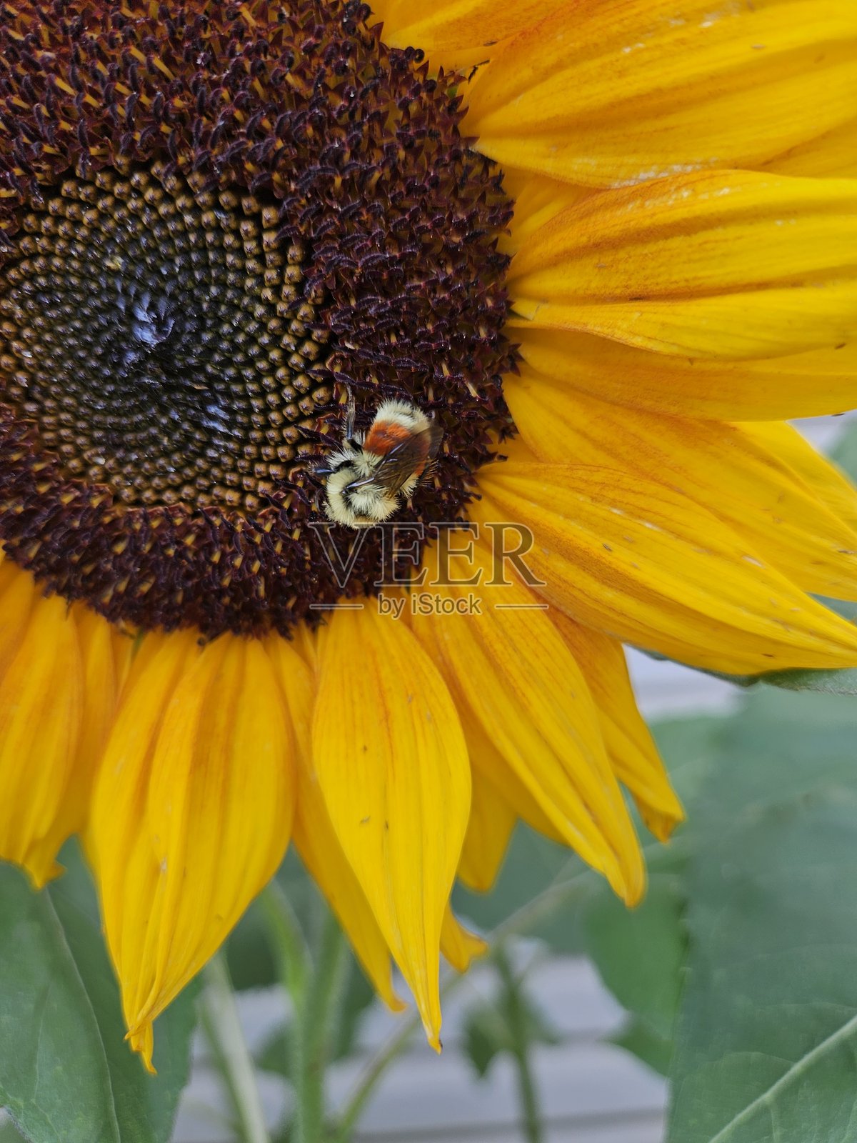 蜜蜂在明亮的黄色向日葵的棕色花心上爬行的特写镜头。照片摄影图片