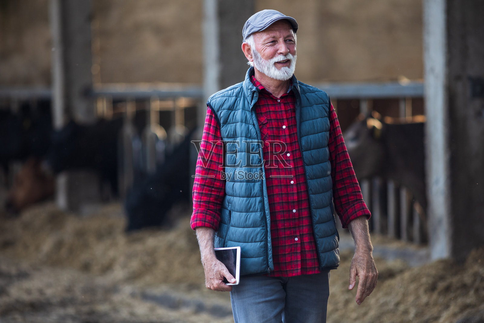老农民在牛场上使用平板电脑照片摄影图片