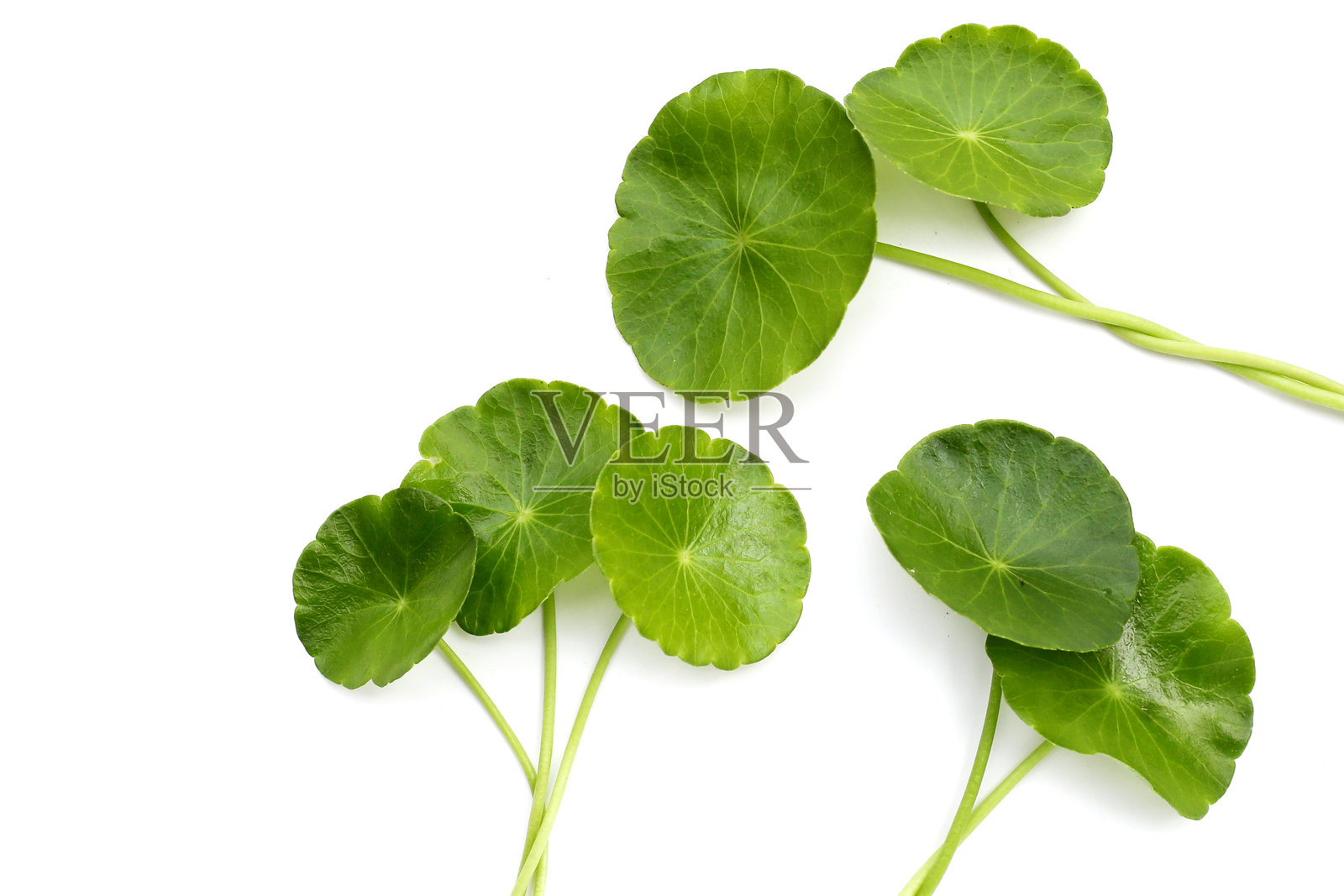 积雪草叶,鲜嫩的草本植物照片摄影图片