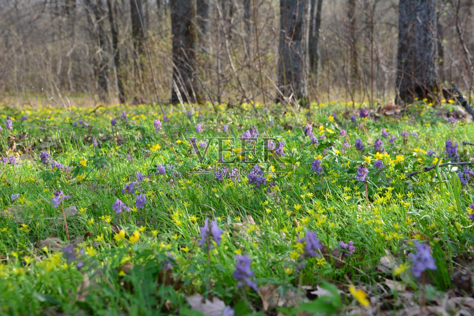 生机勃勃的森林地面,盛开的野花和阳光照耀照片摄影图片