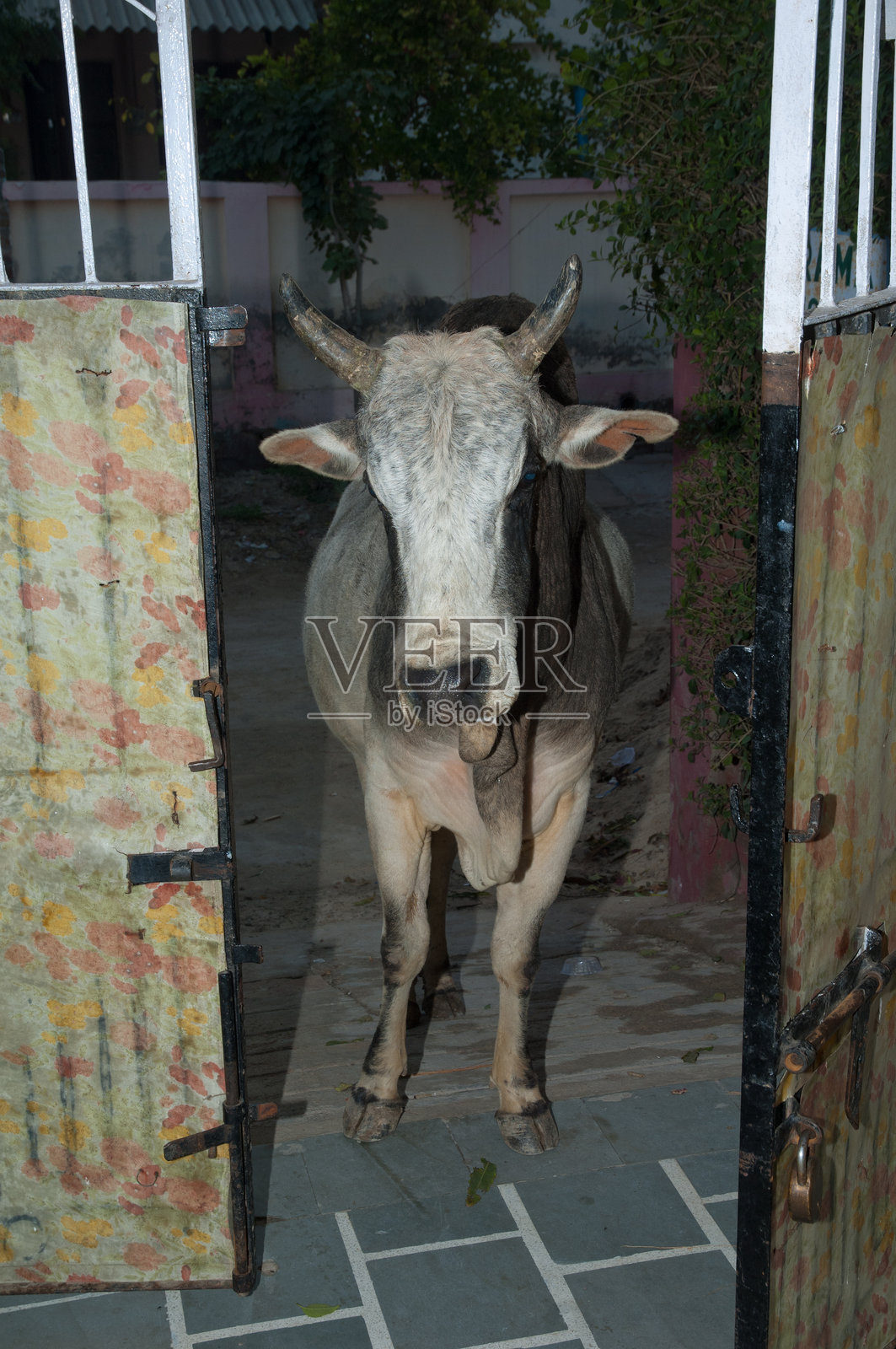 等待食物的泽布牛。照片摄影图片