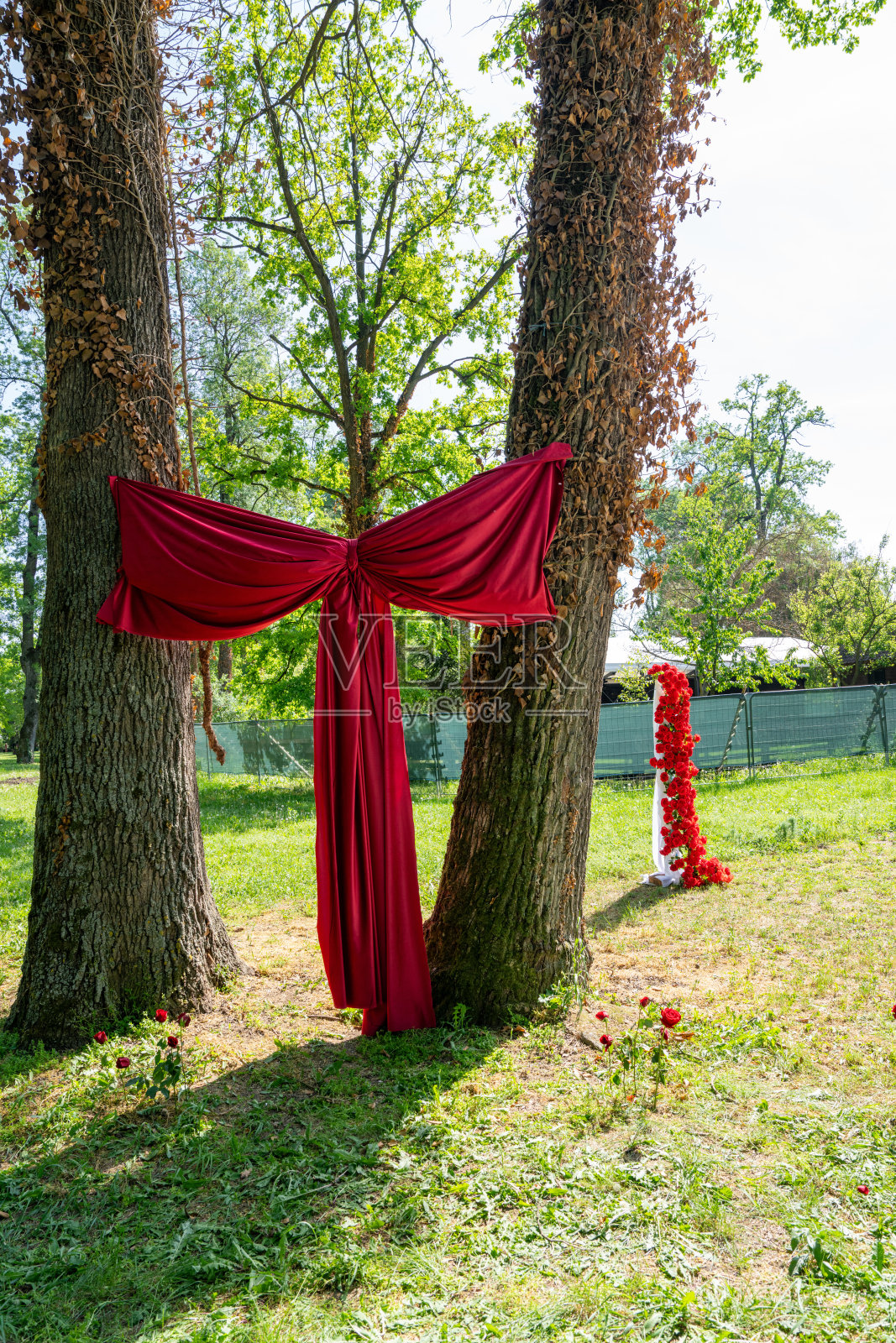 公园里两棵树上系着红色蝴蝶结,为新郎新娘的婚礼布置。照片摄影图片