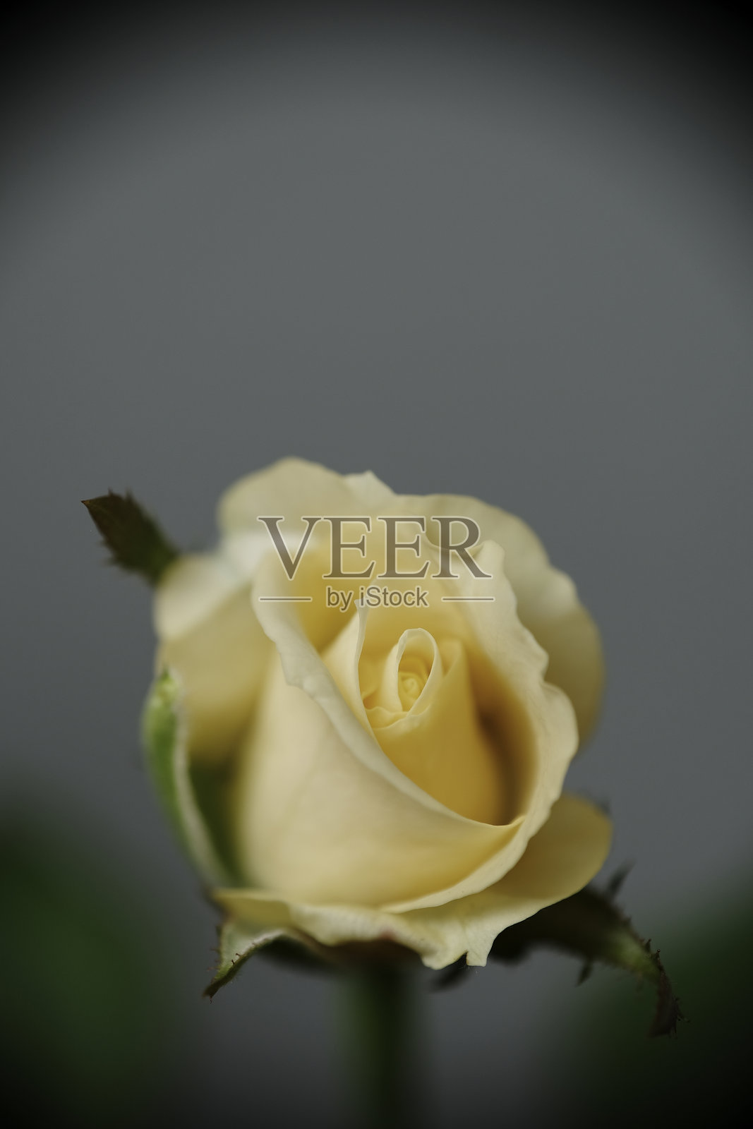 花园中白玫瑰的特写照片摄影图片