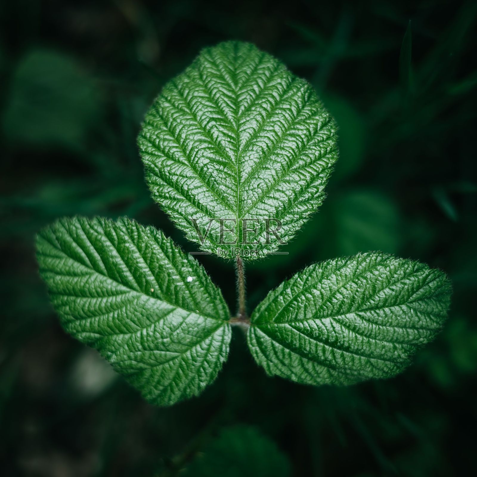 三片鲜艳的绿色叶子的特写。照片摄影图片