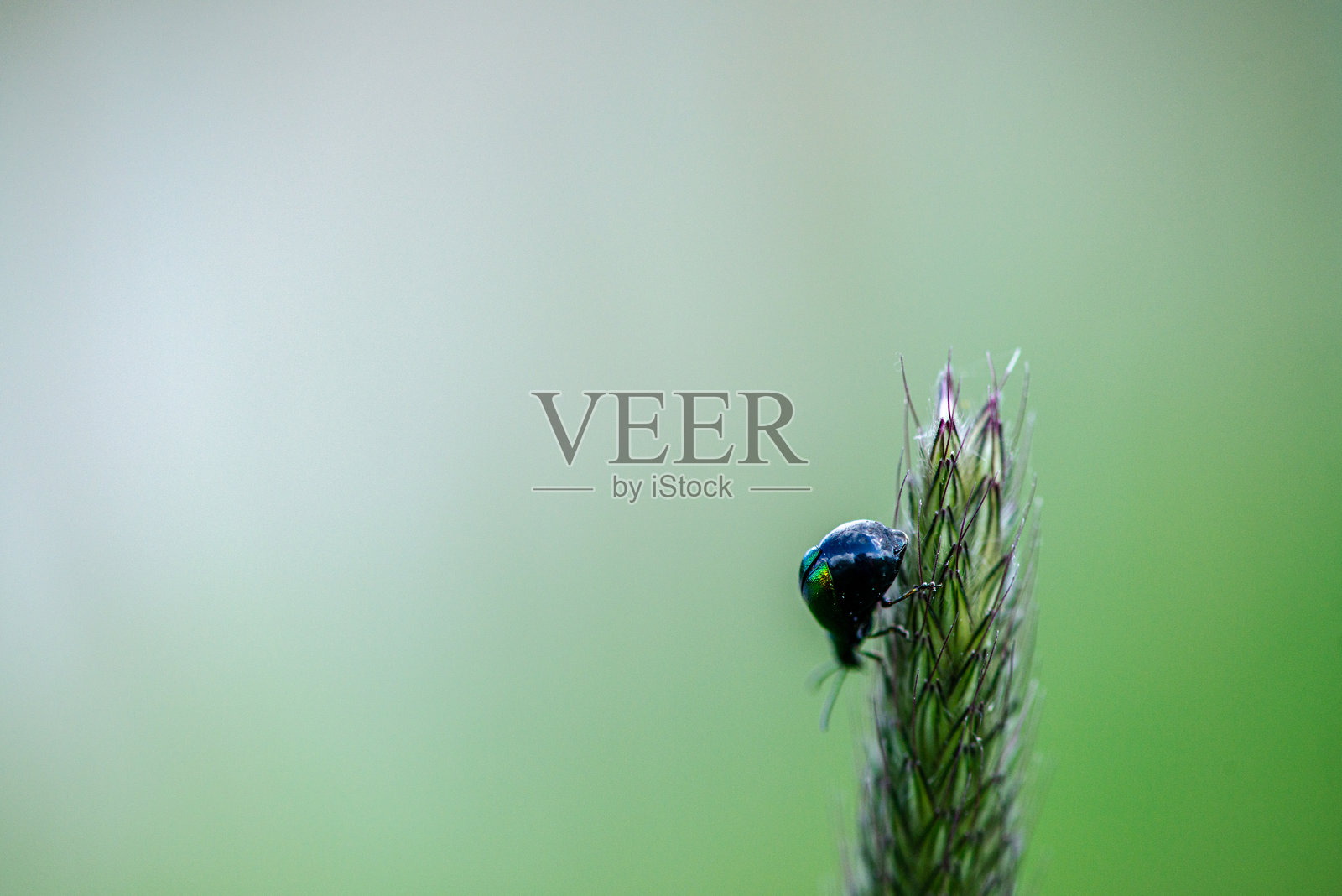 叶甲虫在狗尾草上的特写照片照片摄影图片