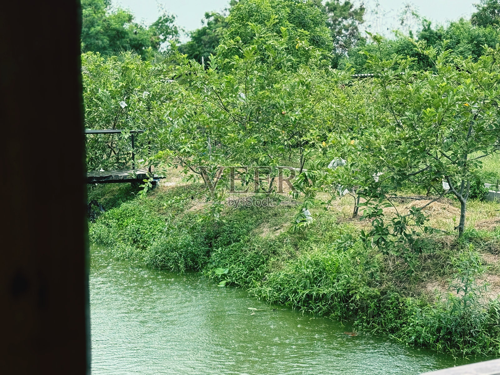 泰国乡村的河流和树木。美丽的自然背景。照片摄影图片