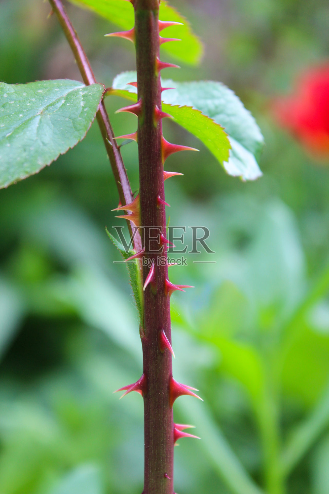 红色刺和绿色叶子的玫瑰茎的特写镜头照片摄影图片