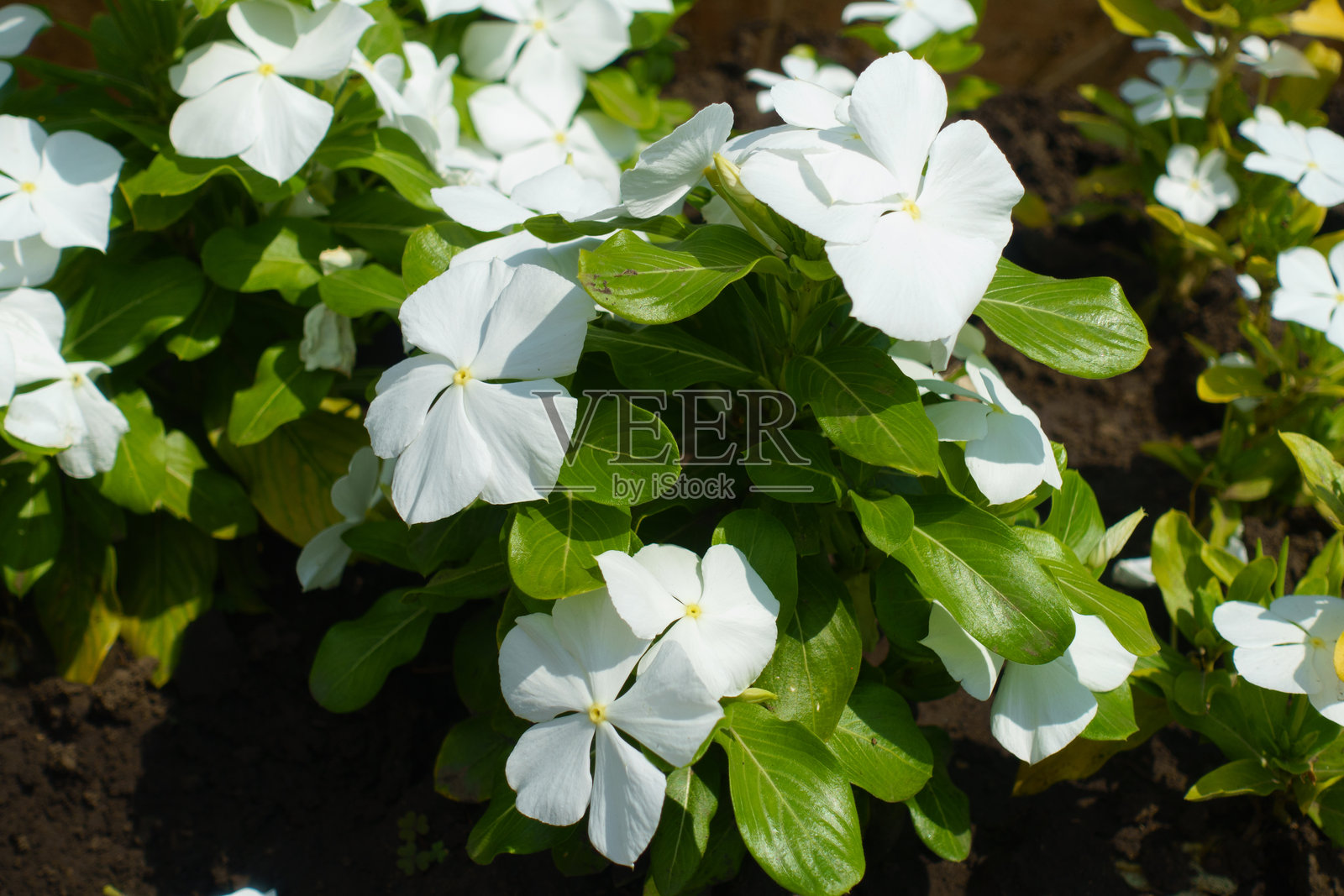 七月中旬盛开的白色长春花照片摄影图片