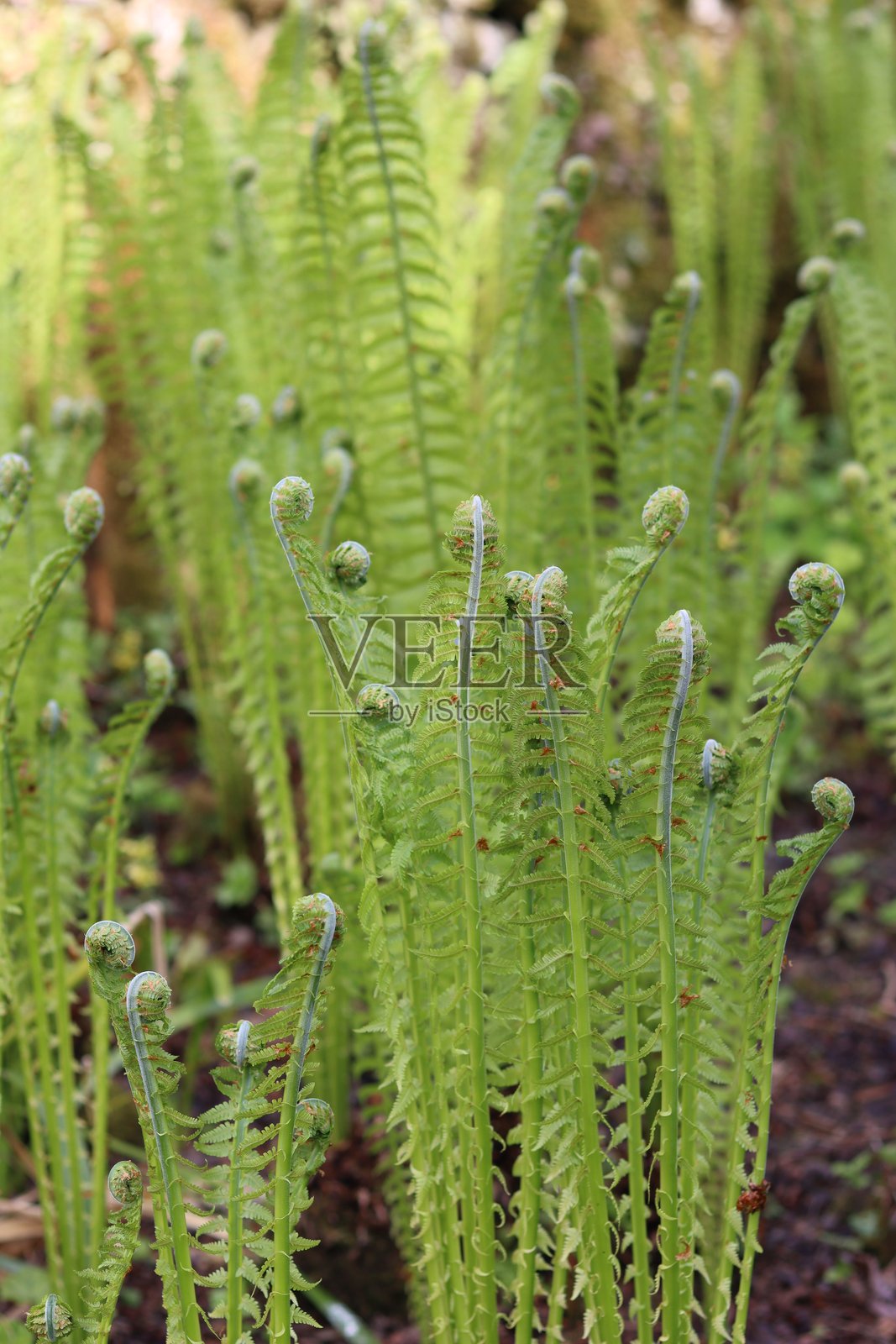 春天花园中展开的蕨类植物照片摄影图片