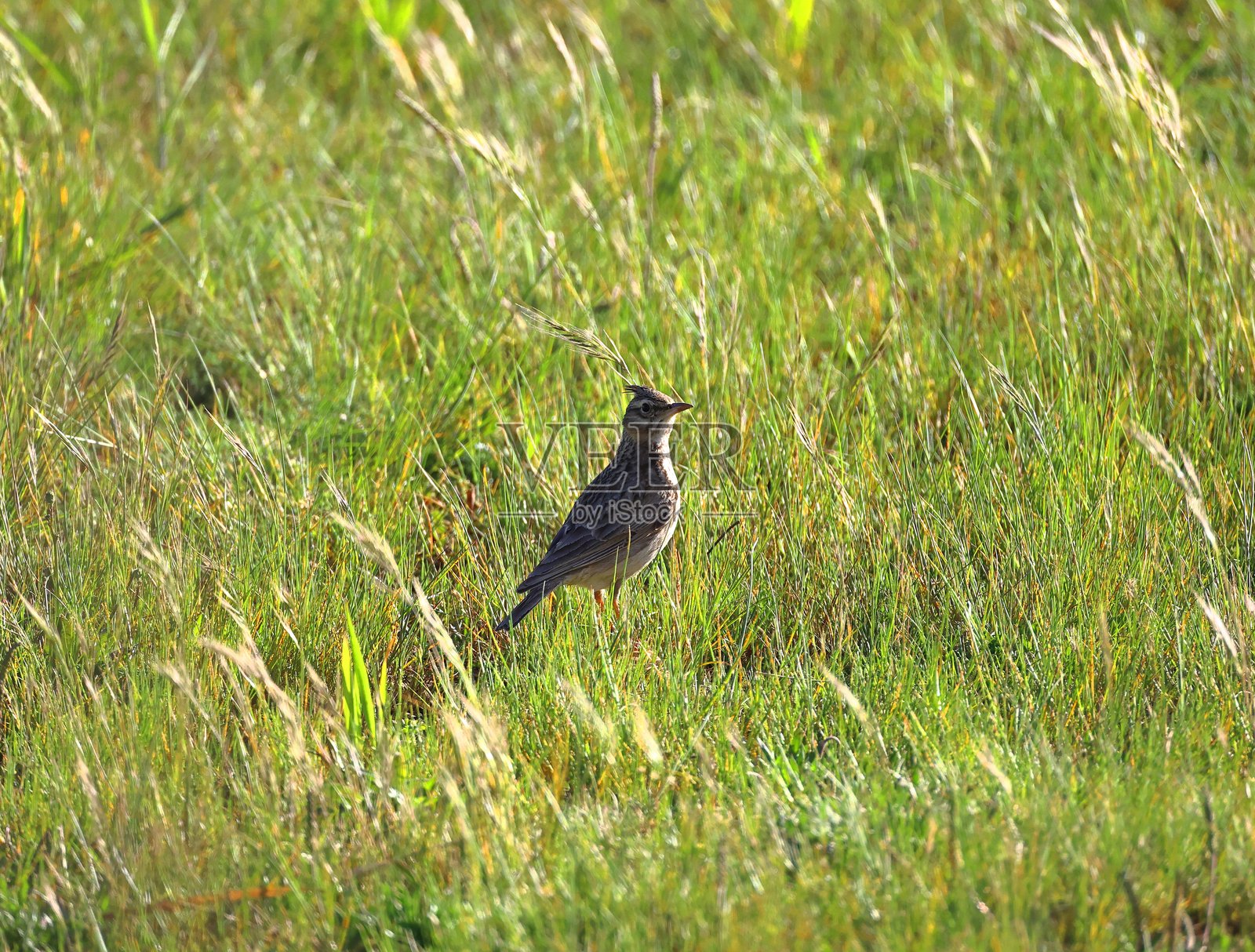 普通云雀。云雀科。鸟栖息在绿色草地上。照片摄影图片