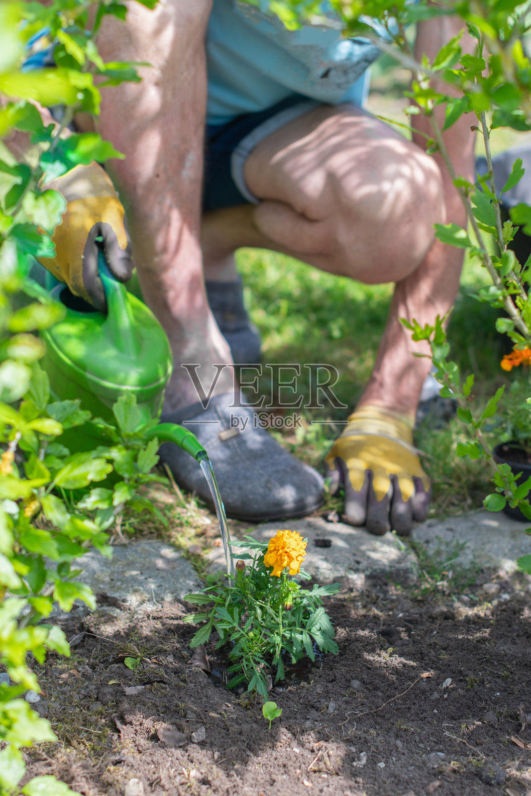 园丁戴着保护手套,在阳光明媚的春季花园中用绿色浇水壶浇灌新种植的万寿菊,细心呵护盛开的花朵。照片摄影图片