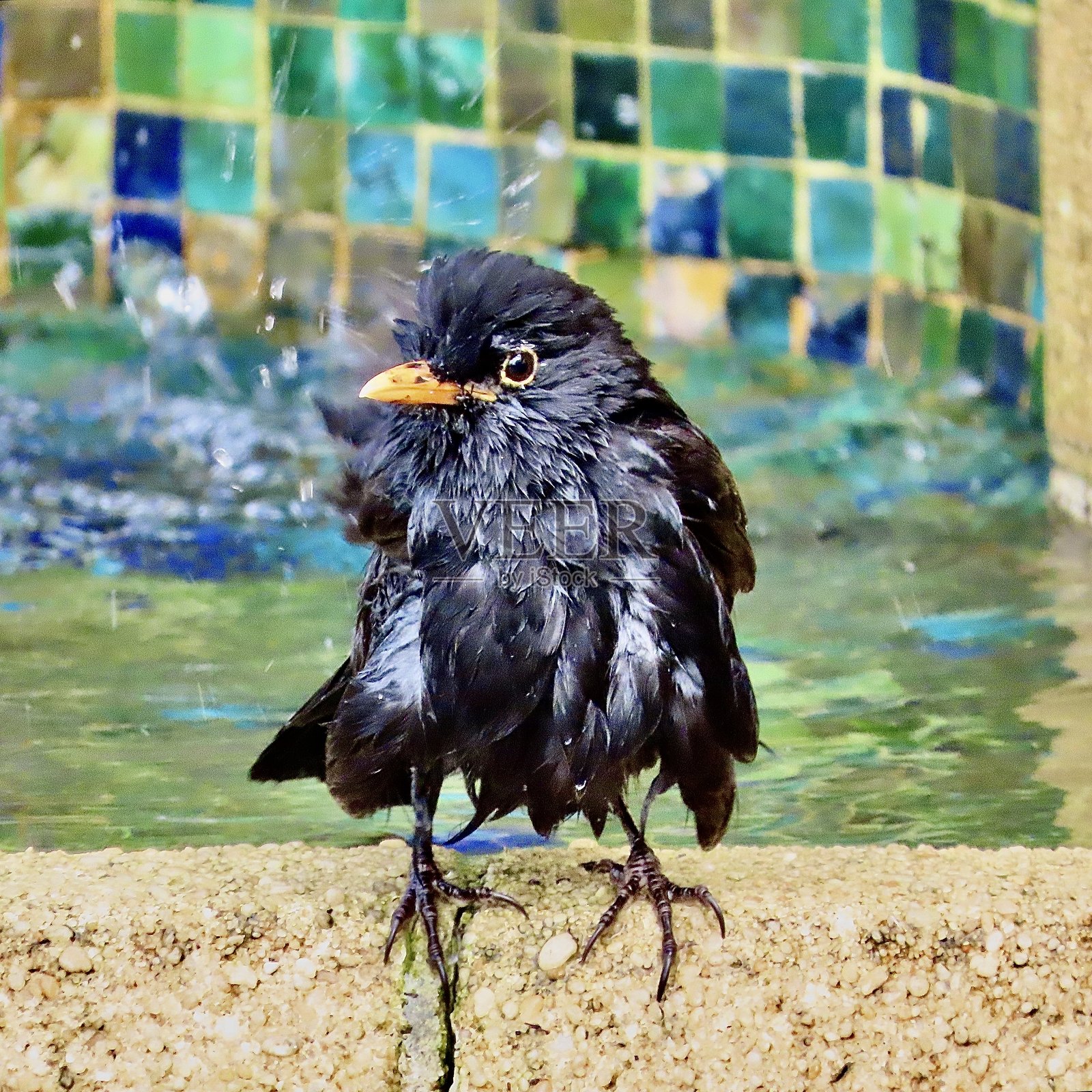 一只黑鸟栖息在奥克兰公园水池边缘,正在沐浴后晾干羽毛。照片摄影图片