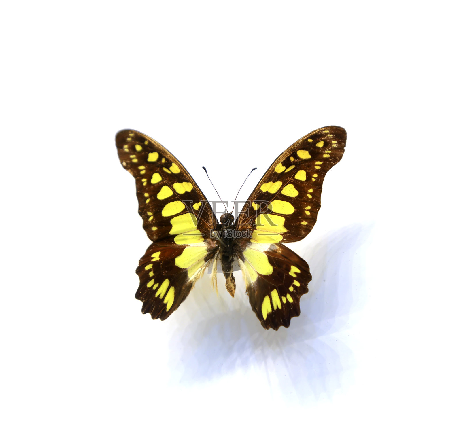 美丽的蝴蝶在白色背景上照片摄影图片