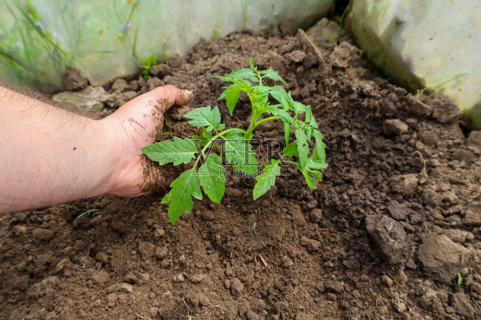 一只手轻柔地将一株年轻的绿色番茄幼苗种植在黑色松散的土壤中。植物的绿色叶子和周围湿润的土壤在乌克兰清晰可见。照片摄影图片