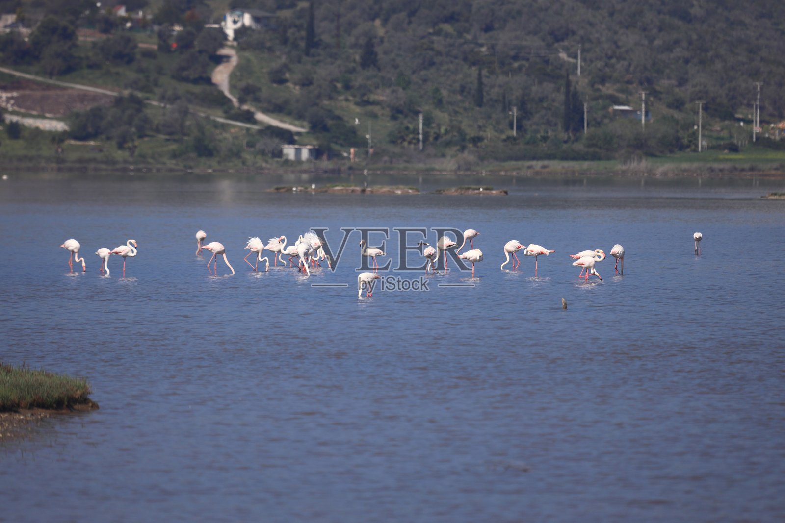 火烈鸟在土耳其博德鲁姆的湿地觅食。迁徙的火烈鸟在浅水中觅食。照片摄影图片