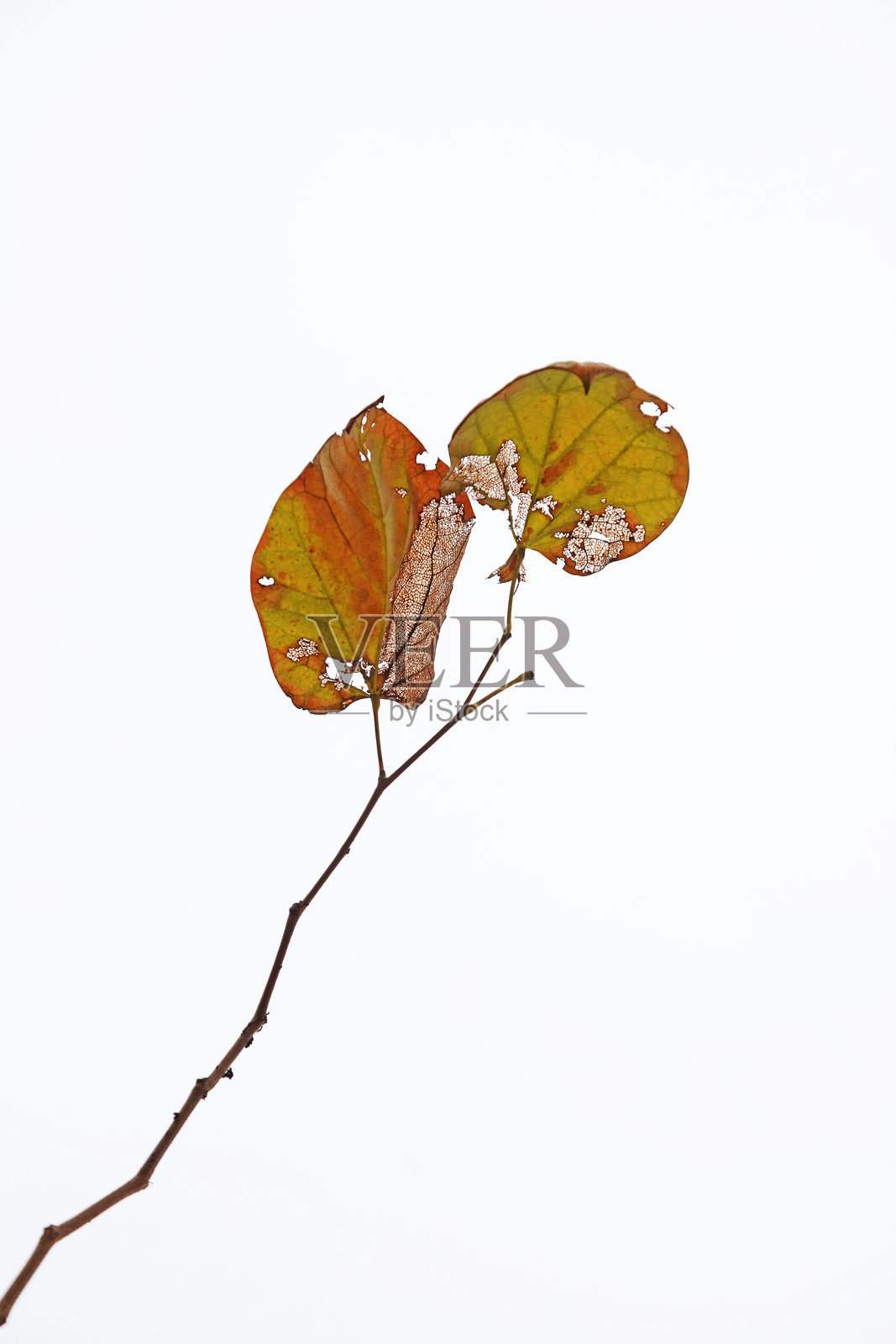 昆虫害虫的叶子在自然中照片摄影图片