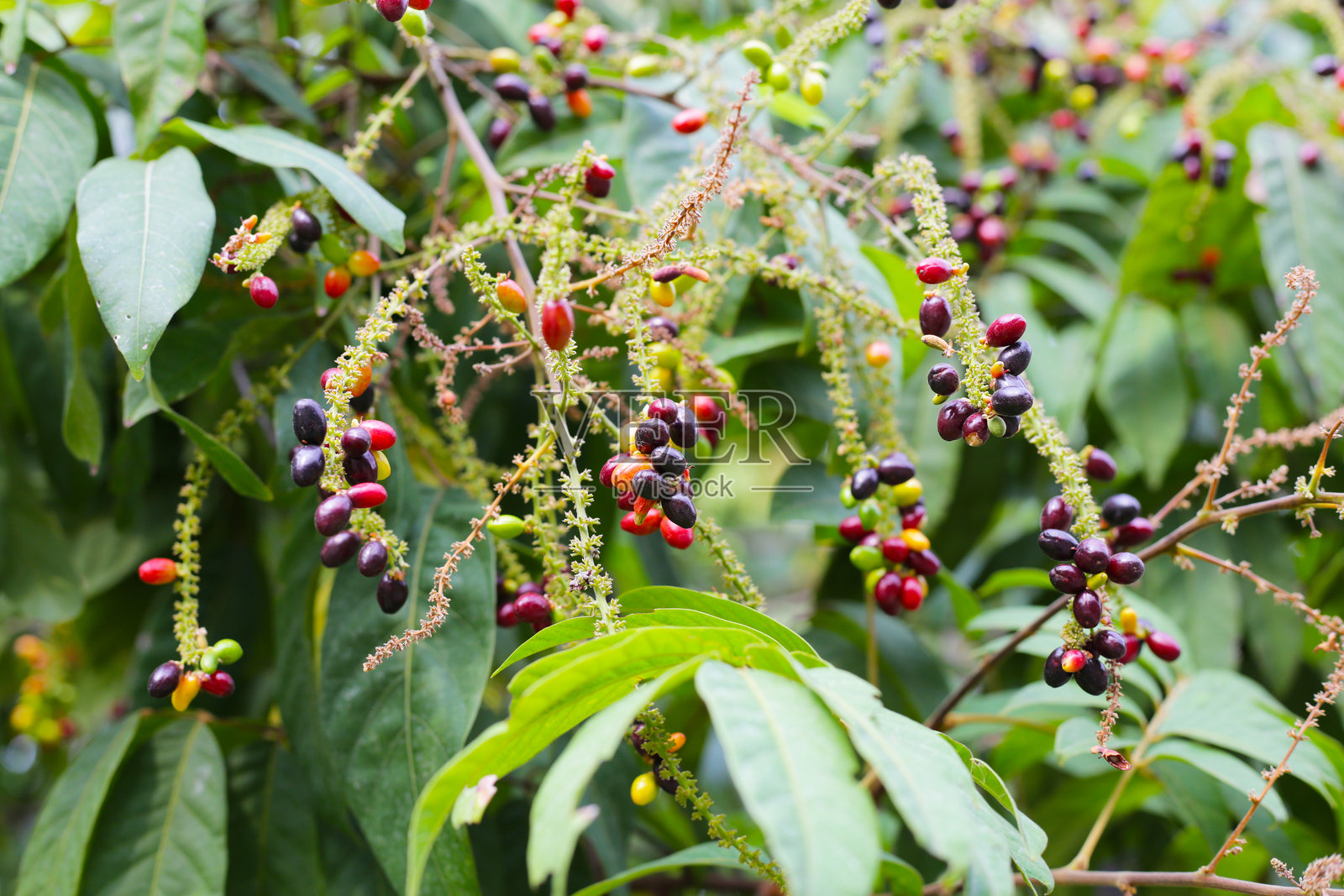 树上的红枫果实照片摄影图片
