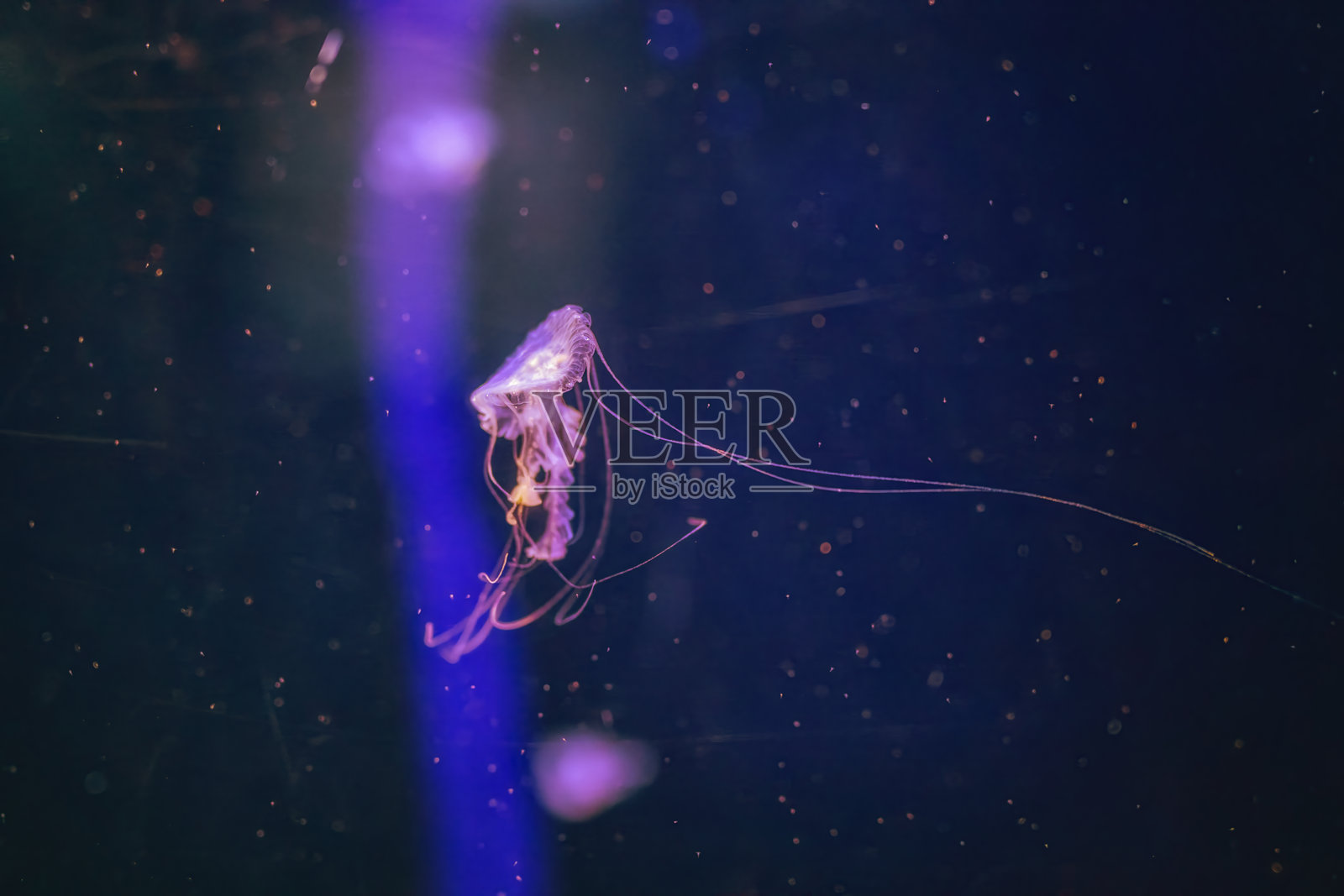 棕色水母,Chrysaora Bruna,热那亚水族馆,利古里亚,意大利,欧洲照片摄影图片