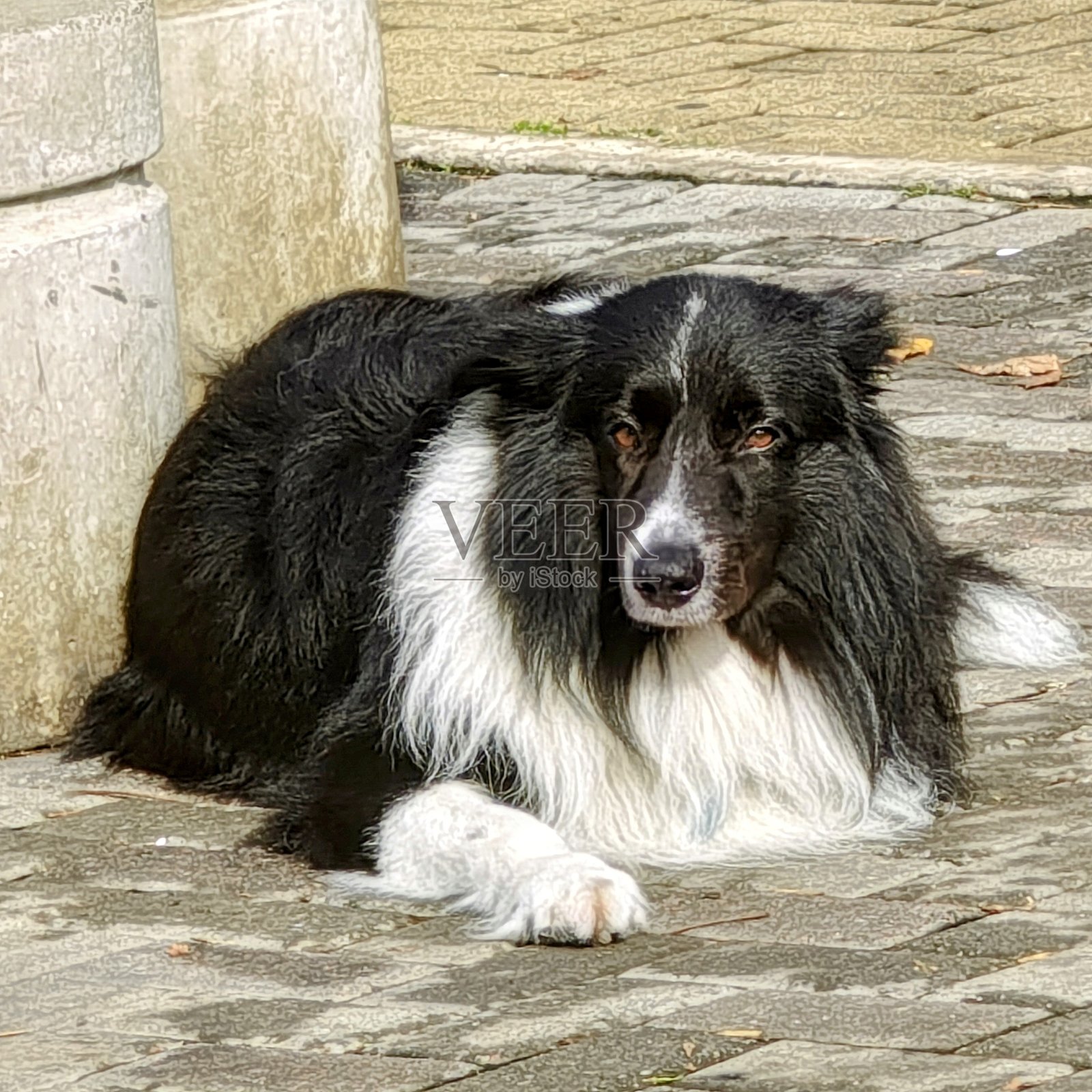 可爱的边境牧羊犬照片摄影图片