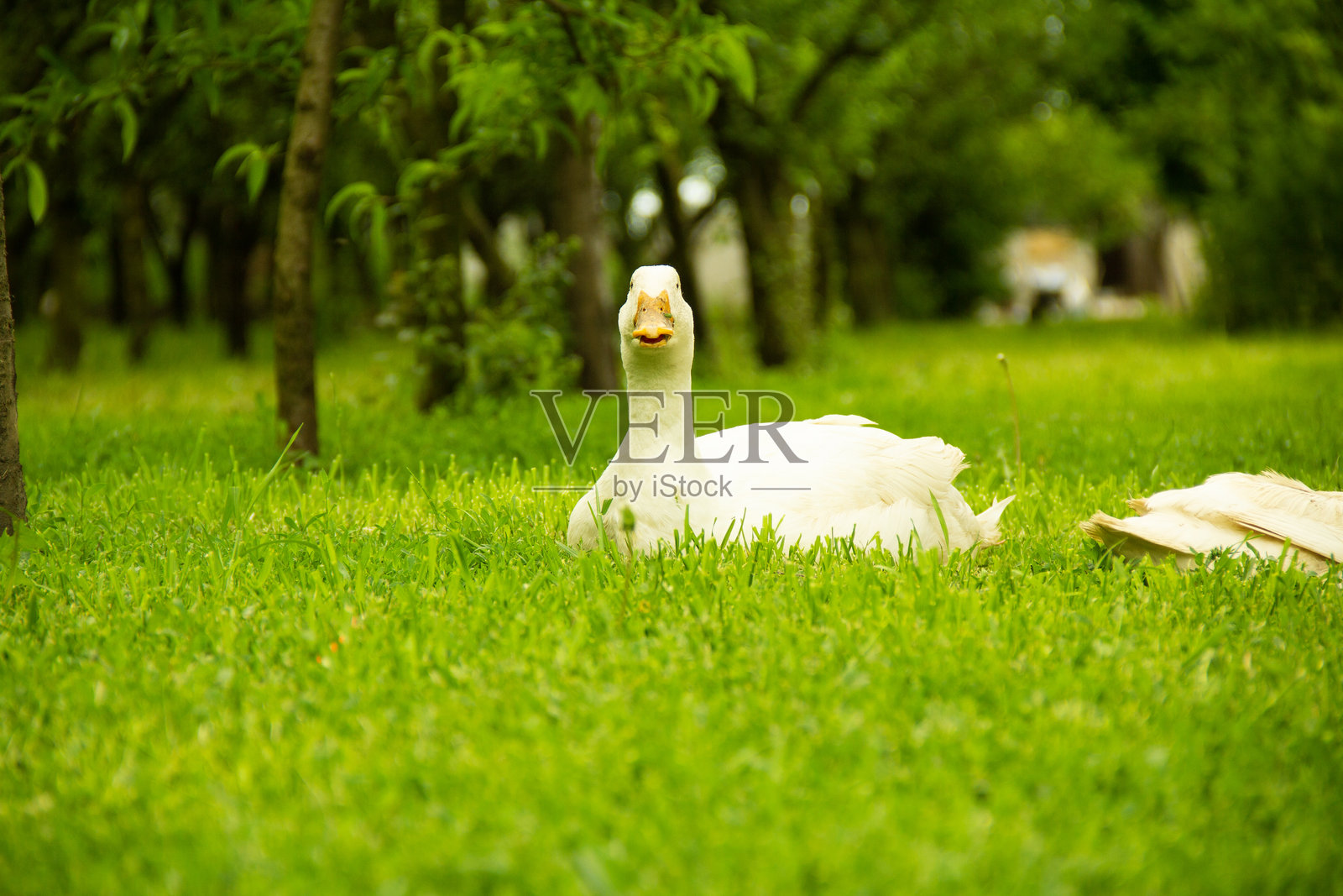 一只大白鹅在绿色草地上照片摄影图片