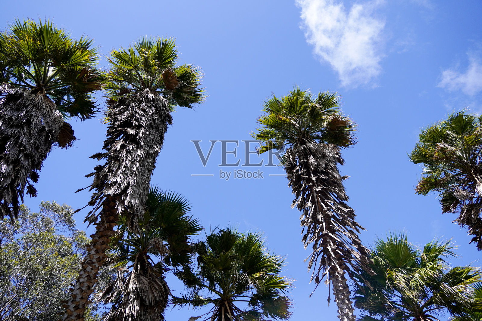 雄伟的棕榈树向着明亮的蓝天伸展,在阳光明媚的日子里照片摄影图片