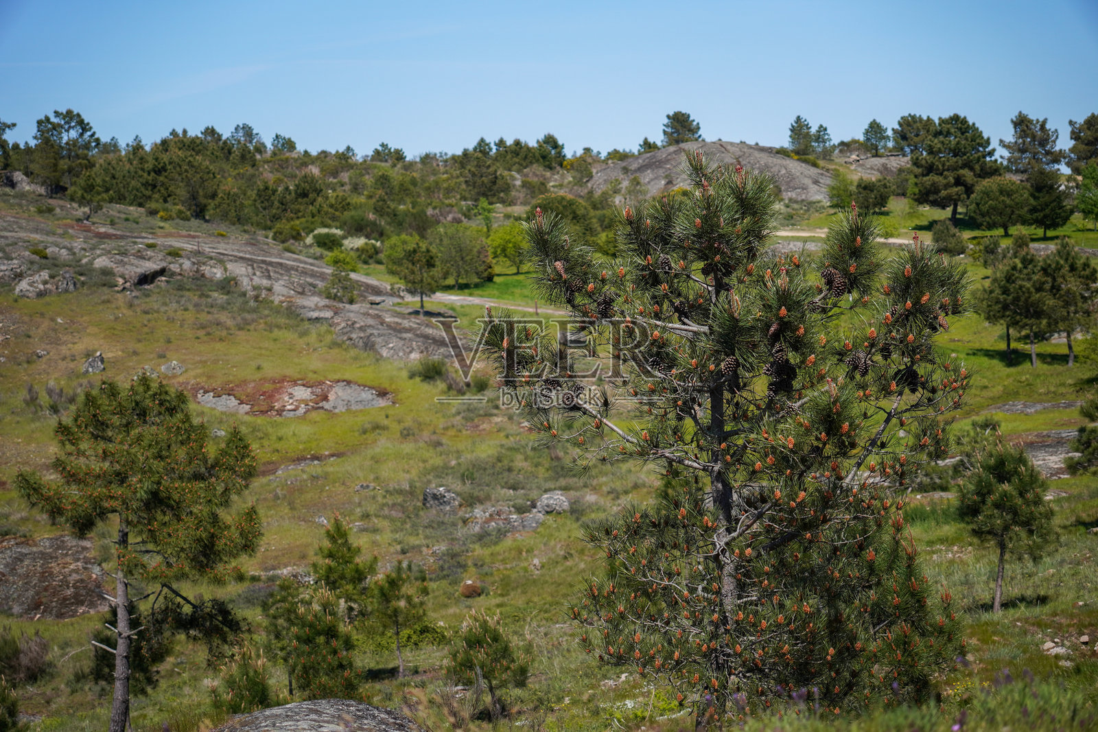 宁静的风景,松树与岩石丘陵地形中的松果照片摄影图片