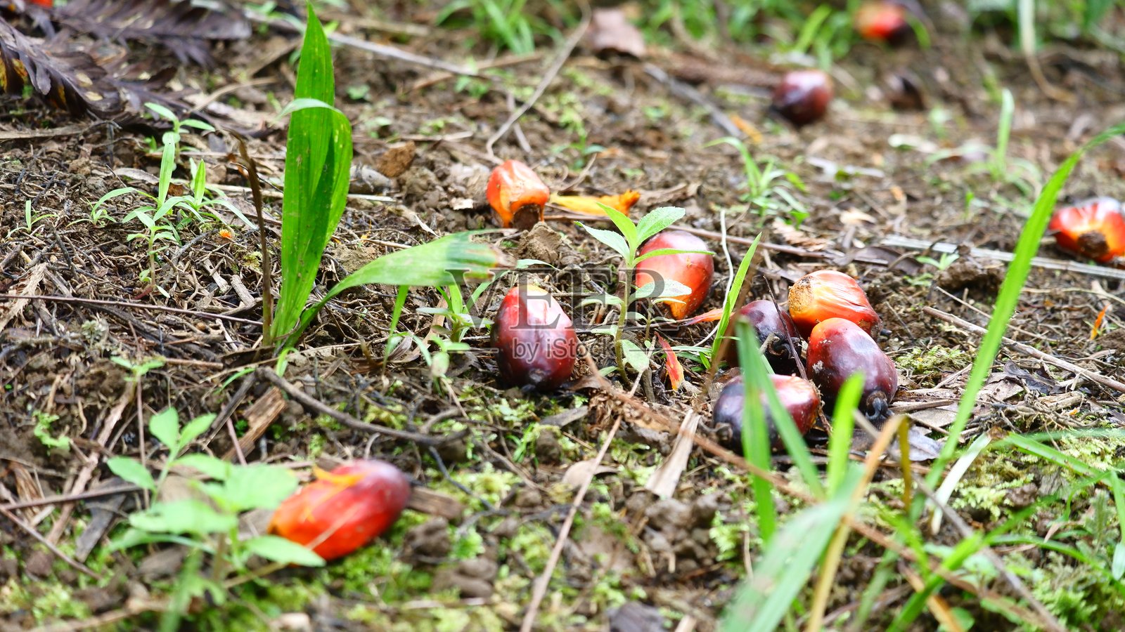 热带种植园地面散落的油棕果。照片摄影图片