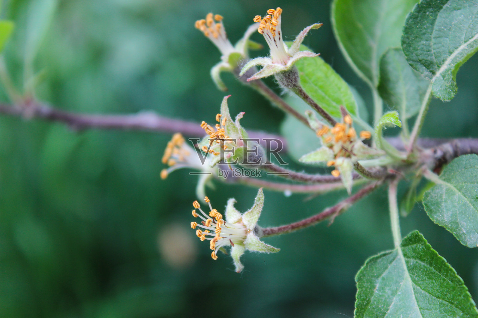 春季花园中苹果树枝上的小绿苹果特写照片摄影图片