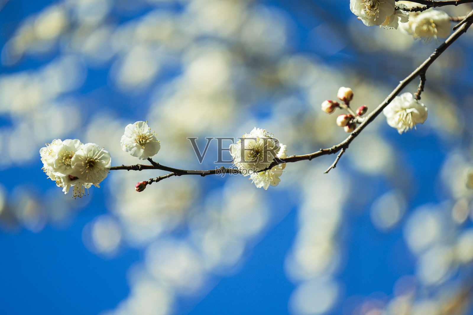 蓝天中的白色日本梅花照片摄影图片