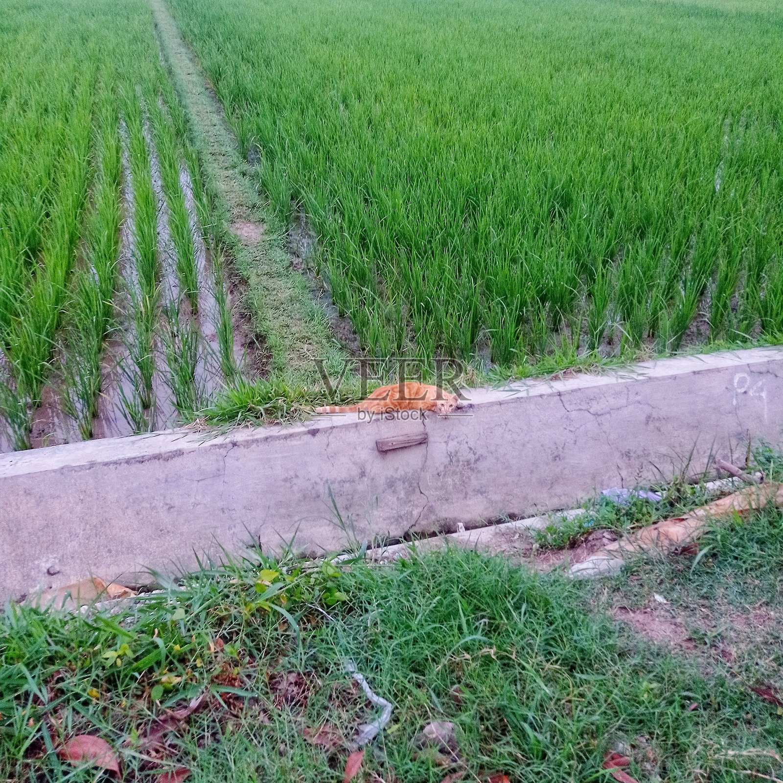 稻田里的姜黄色猫咪照片摄影图片