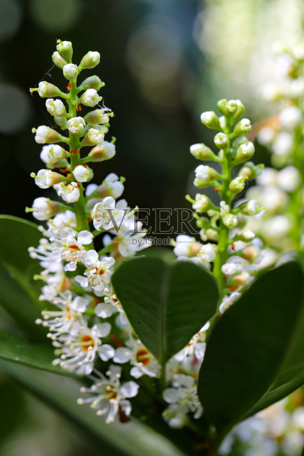 城市公园中的盛开白花照片摄影图片