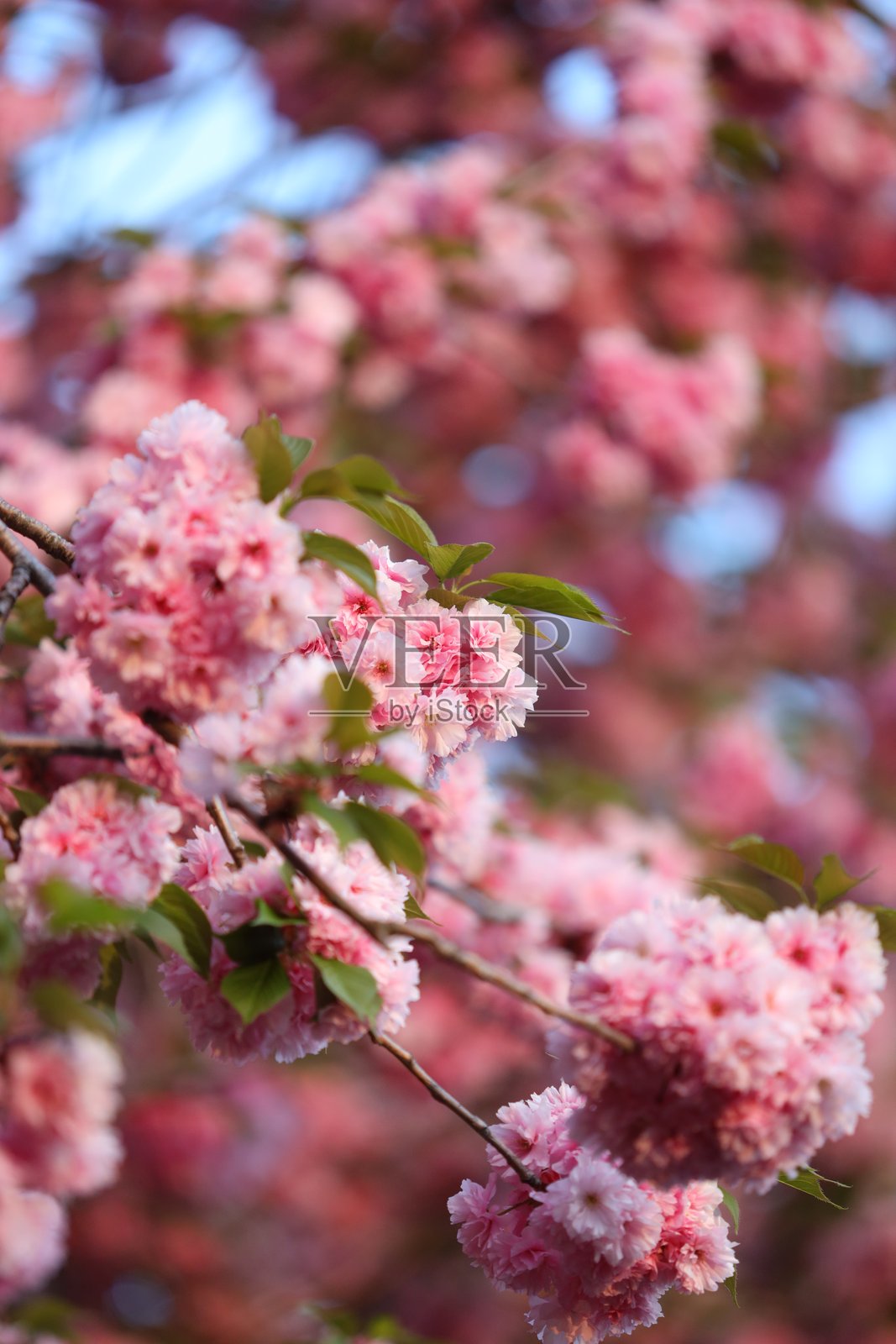 树枝上的粉色花朵。花朵盛开,非常美丽。树木位于公园中,天空晴朗。照片摄影图片