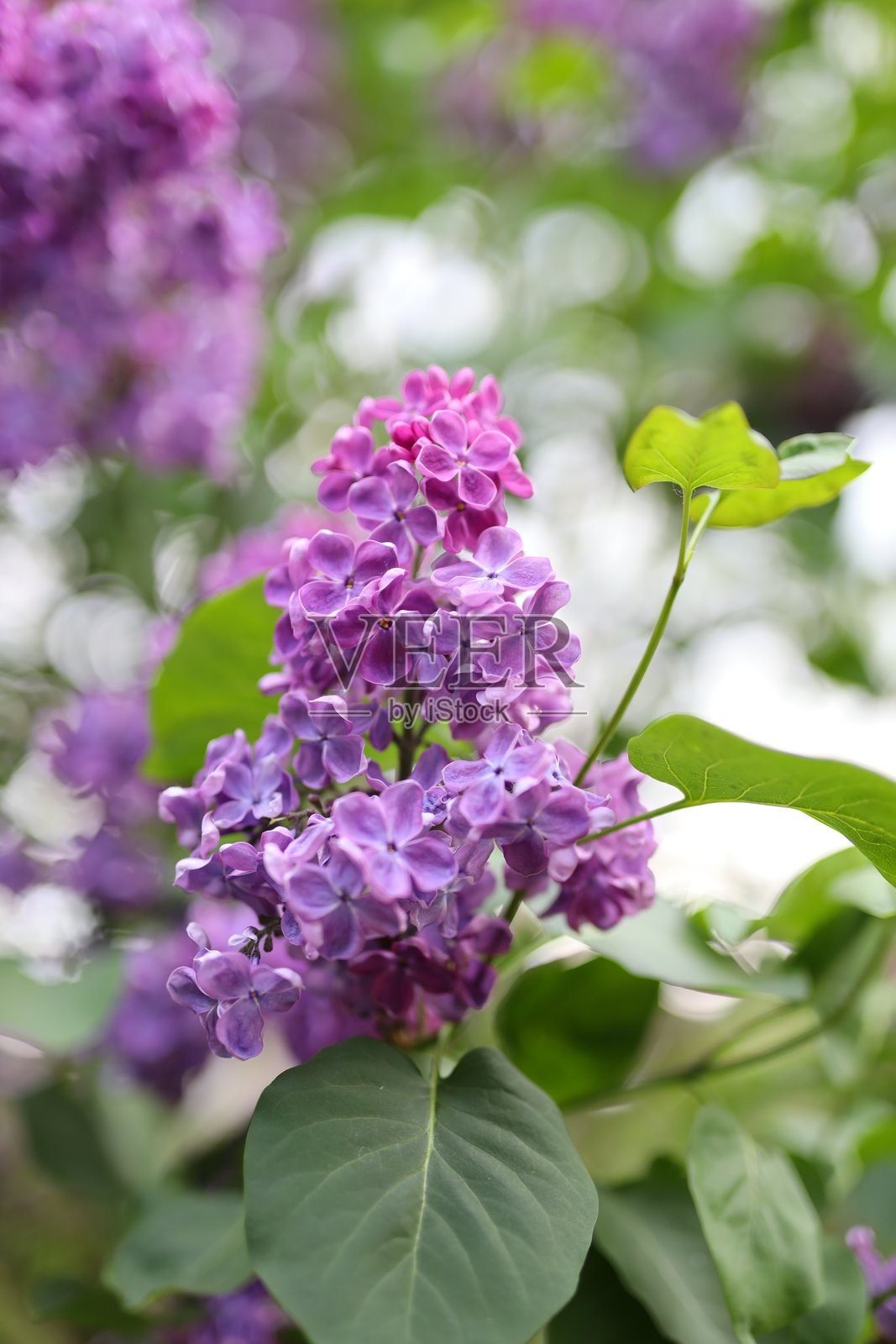 一朵紫色花朵,带有绿色茎杆。花朵位于图像中央。照片摄影图片